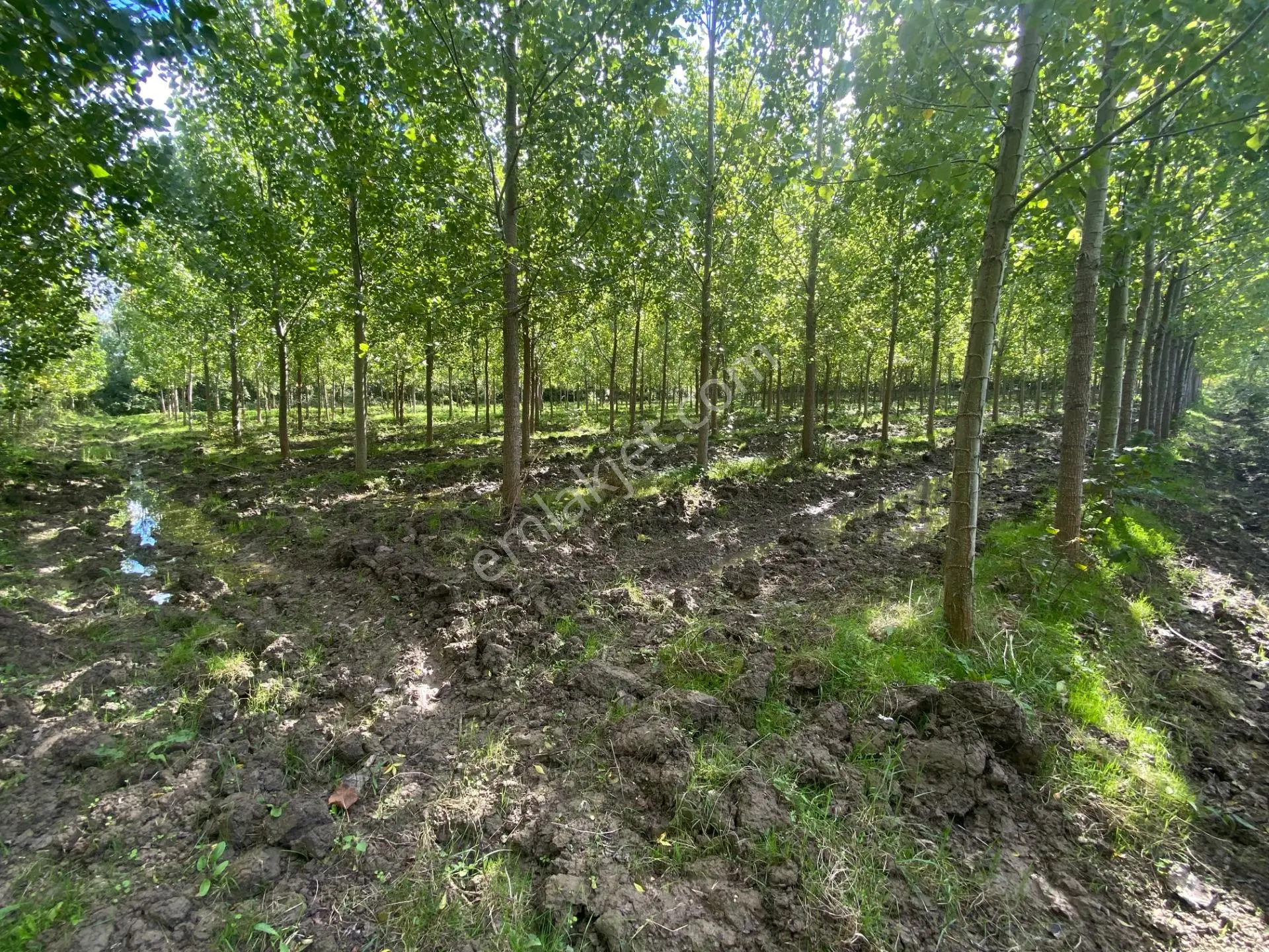 Çarşamba Çeliklide Anayola 600 Metre Mesafede Yatırımlık Arazi — fotoğraf 3