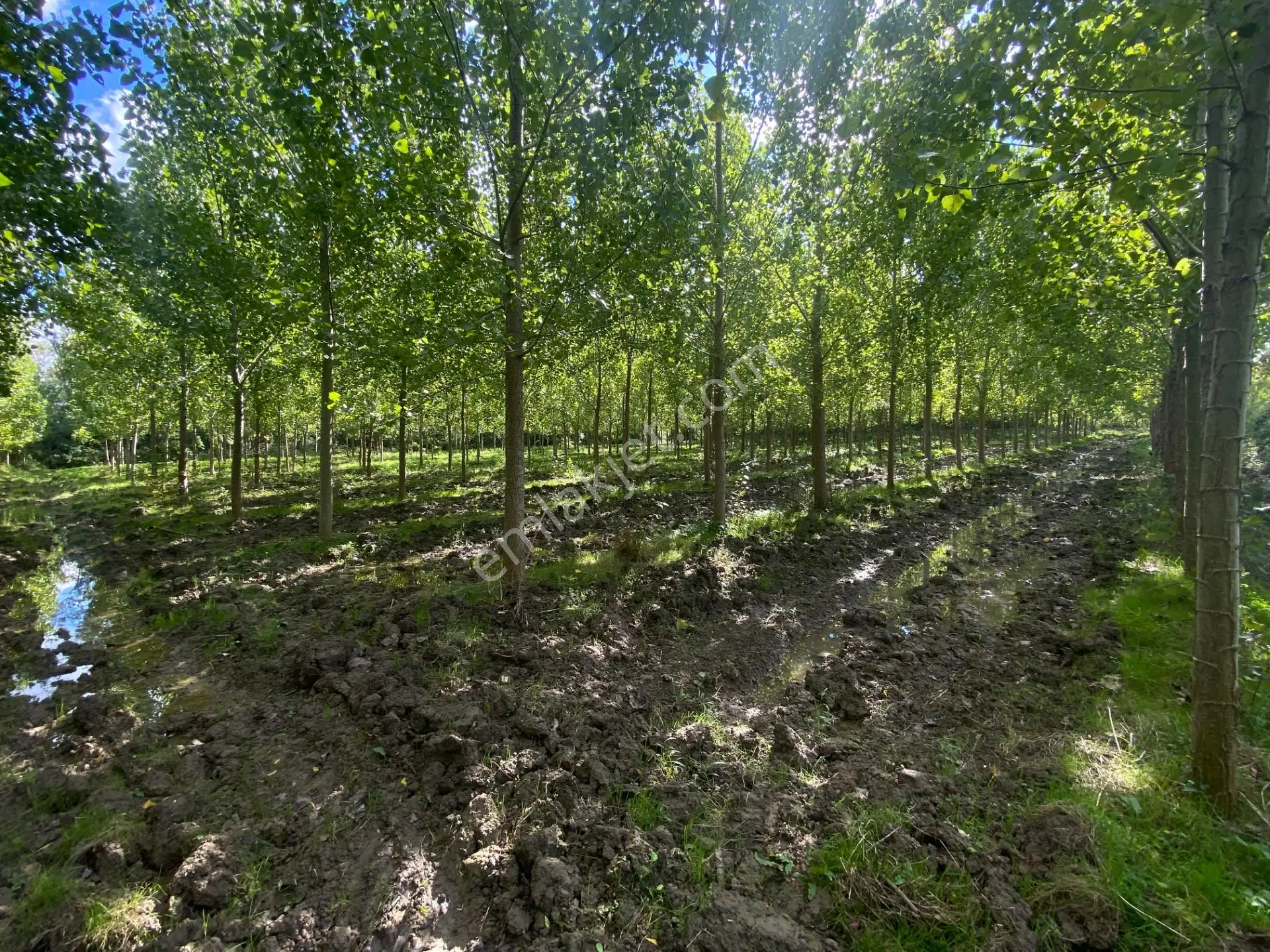 Çarşamba Çeliklide Anayola 600 Metre Mesafede Yatırımlık Arazi — fotoğraf 5