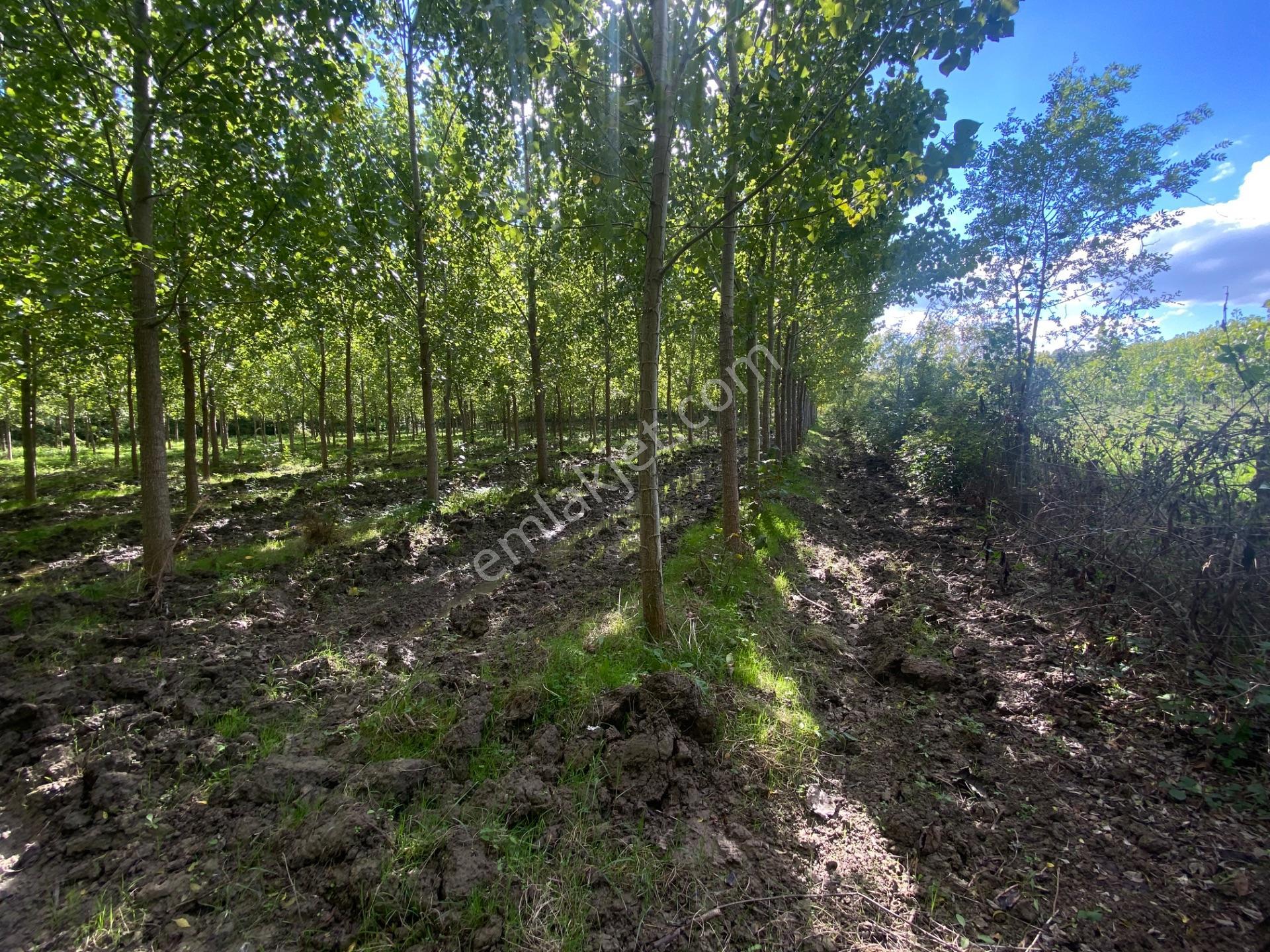Çarşamba Çeliklide Anayola 600 Metre Mesafede Yatırımlık Arazi — fotoğraf 6
