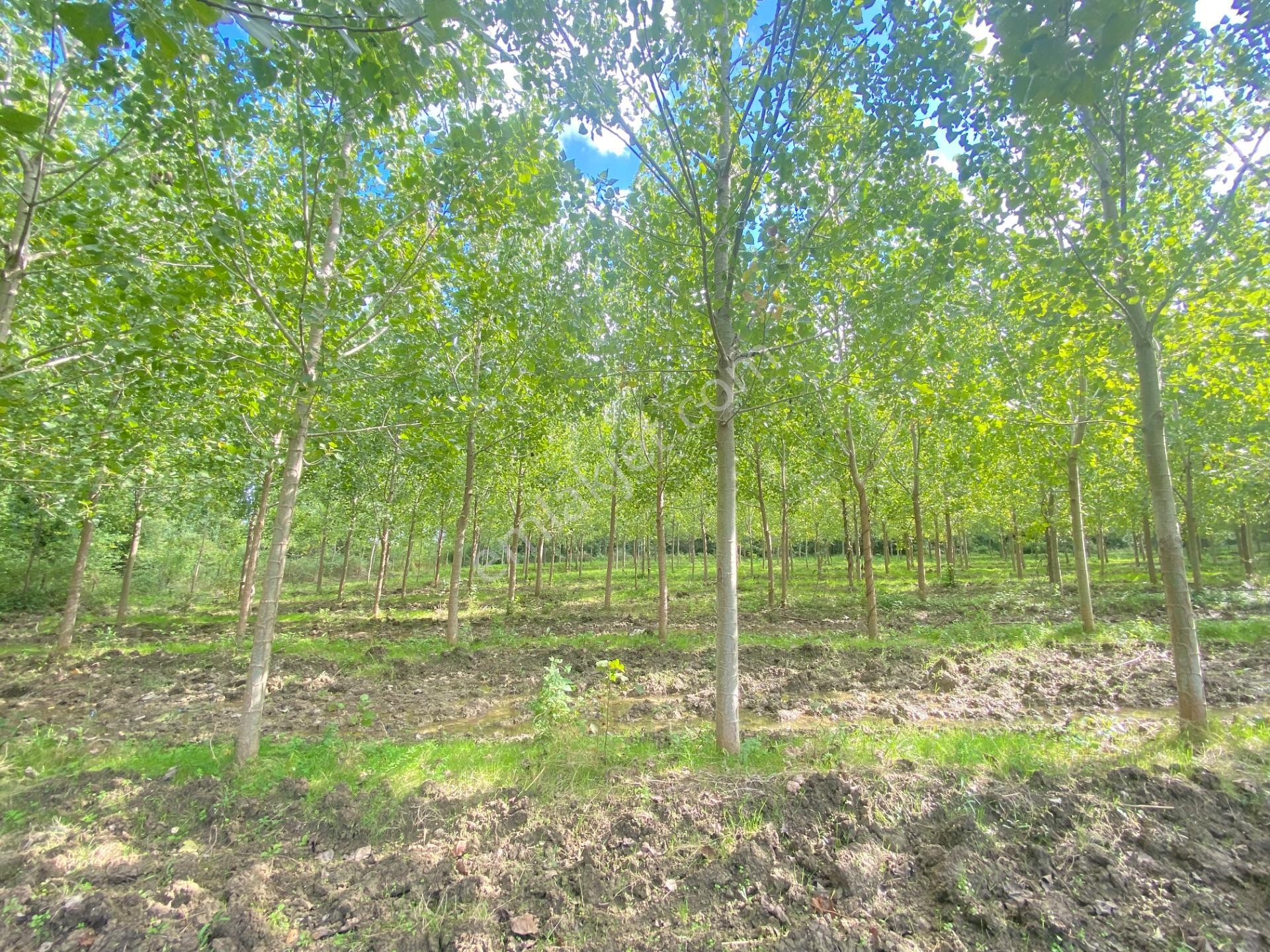 Çarşamba Çeliklide Anayola 600 Metre Mesafede Yatırımlık Arazi — fotoğraf 14