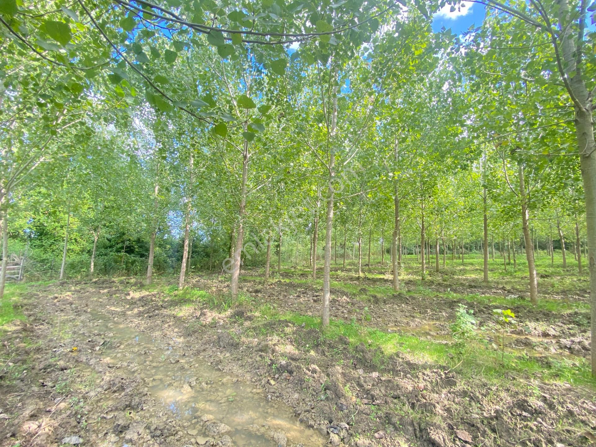 Çarşamba Çeliklide Anayola 600 Metre Mesafede Yatırımlık Arazi — fotoğraf 15
