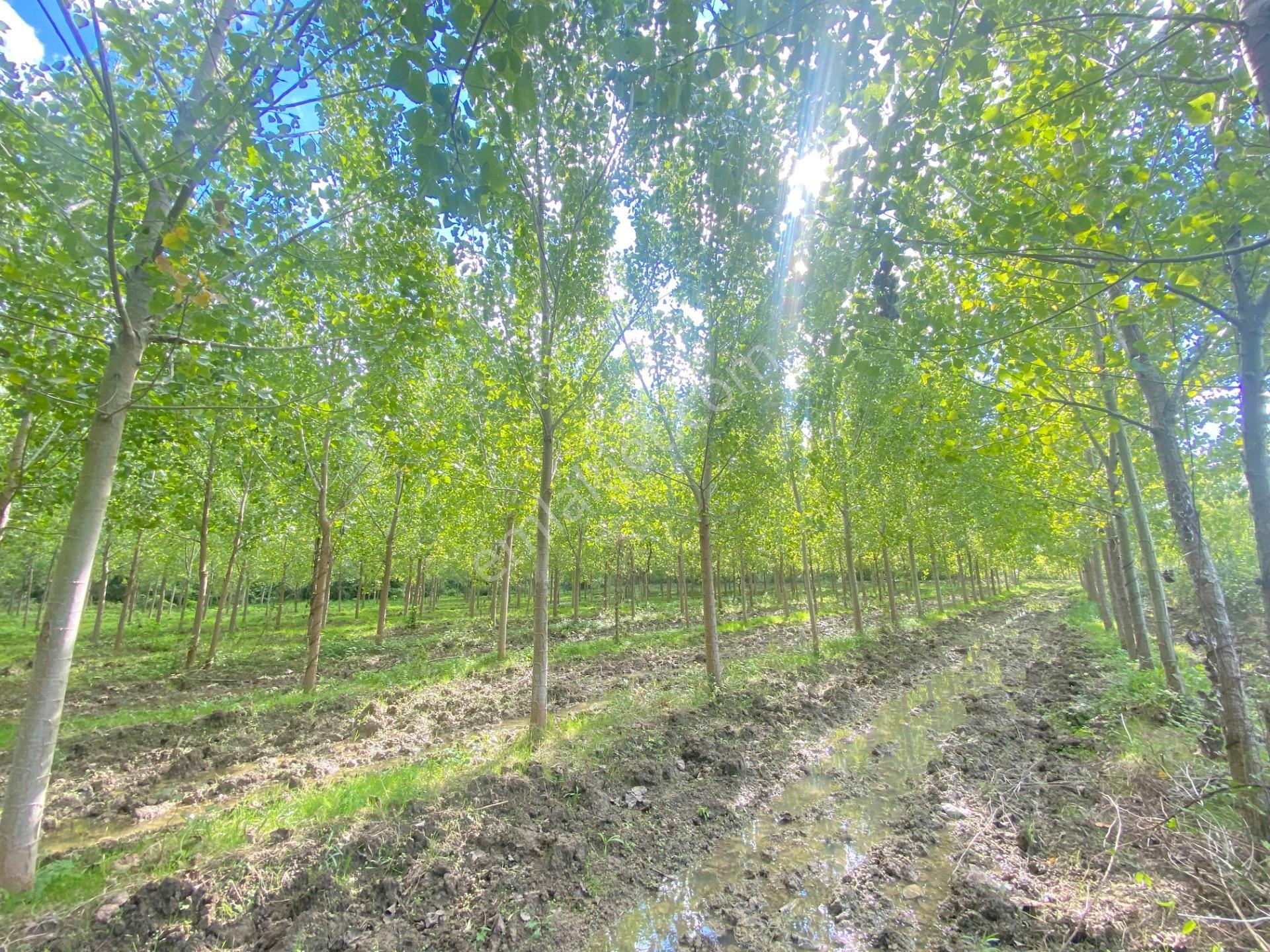 Çarşamba Çeliklide Anayola 600 Metre Mesafede Yatırımlık Arazi — fotoğraf 17