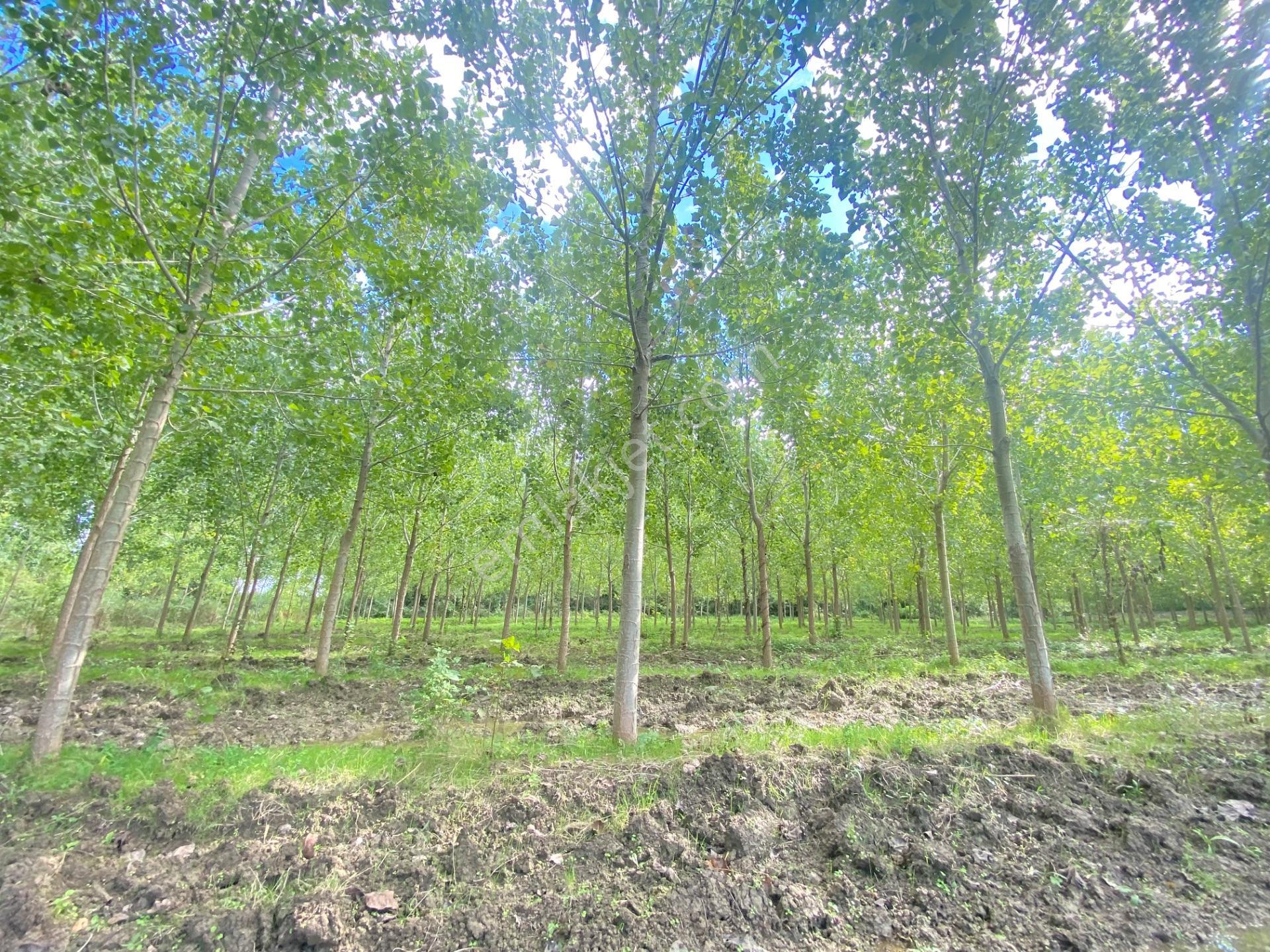Çarşamba Çeliklide Anayola 600 Metre Mesafede Yatırımlık Arazi — fotoğraf 18