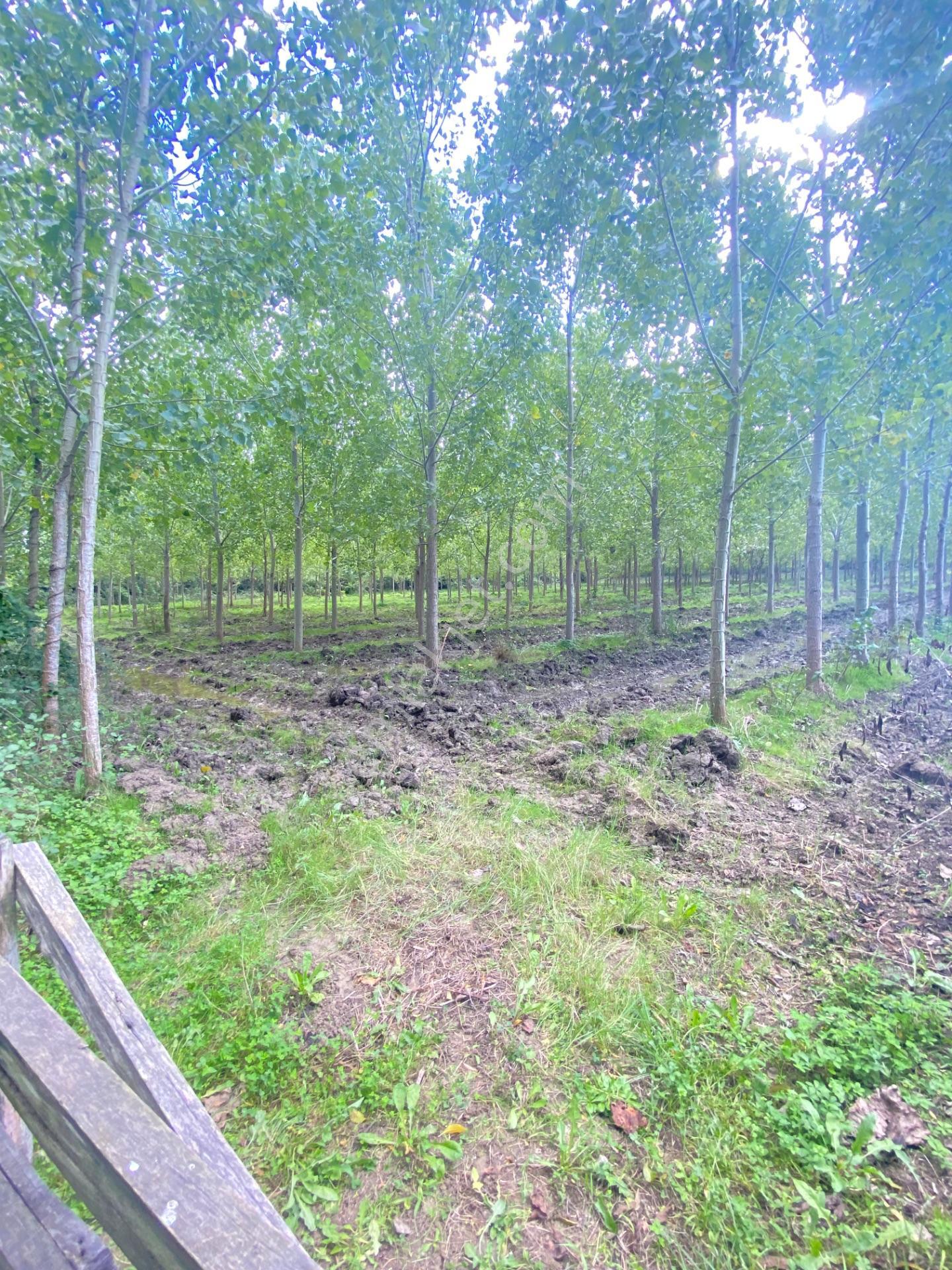 Çarşamba Çeliklide Anayola 600 Metre Mesafede Yatırımlık Arazi — fotoğraf 20