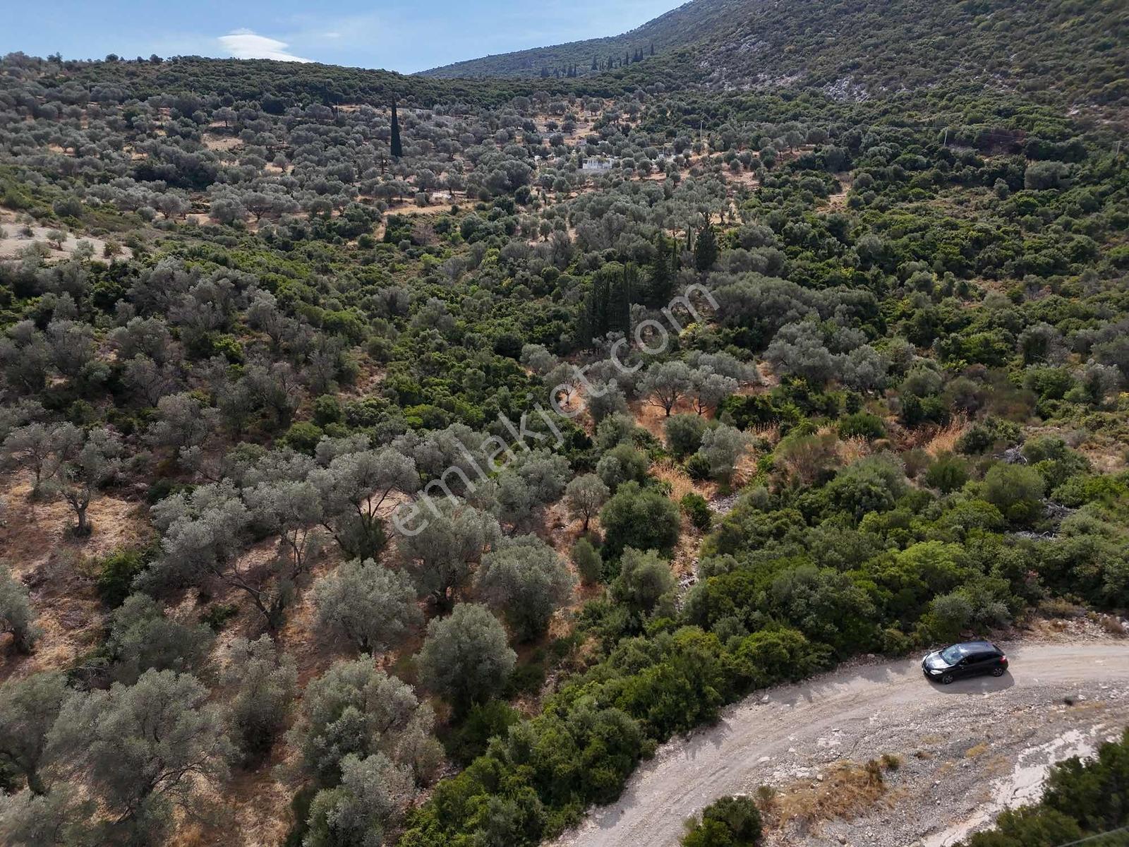 Atlas Gayrimenkulden Kösedere Köyüne Yakın Zeytin Ağaçlı Tarla