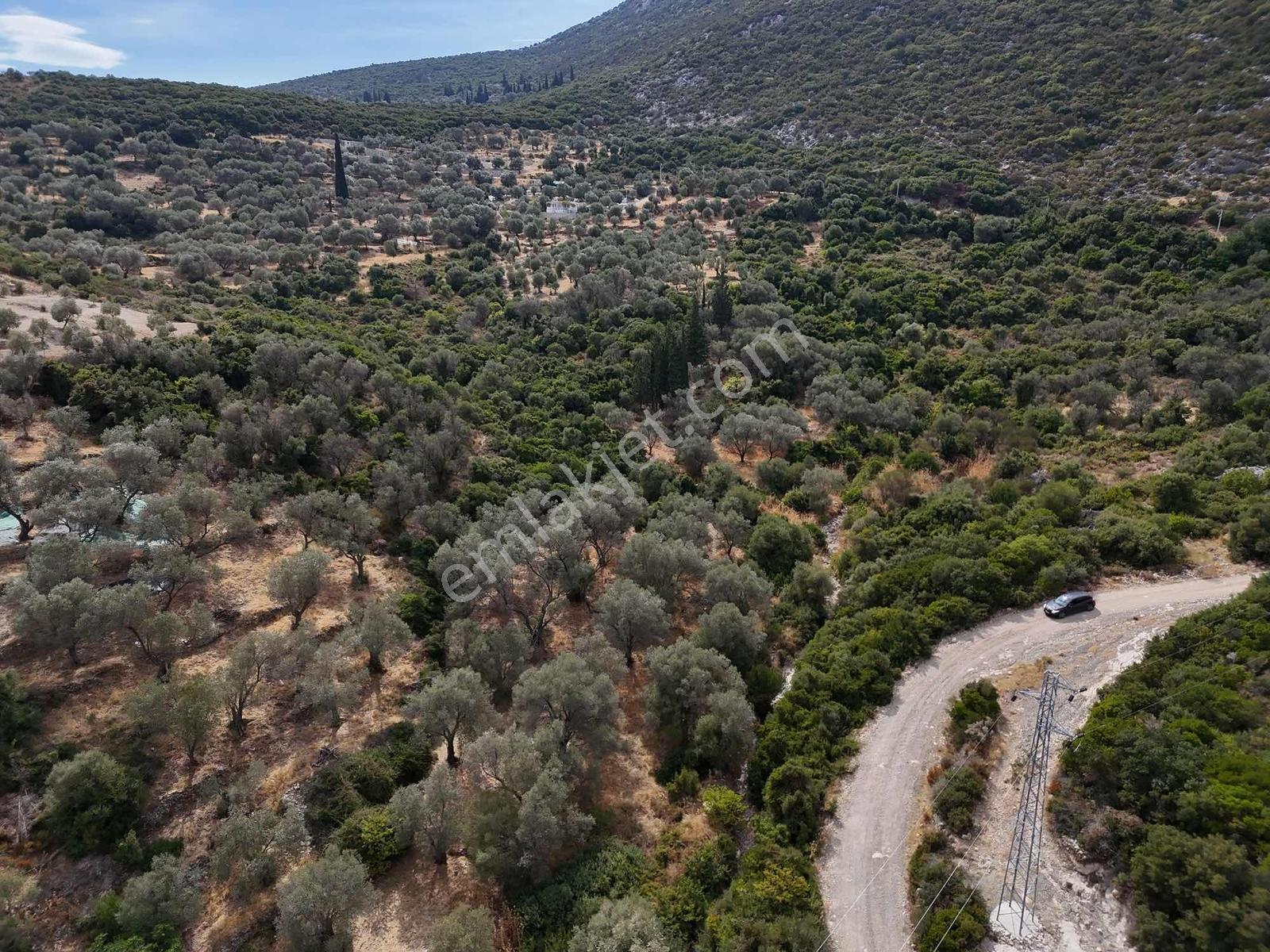 Atlas Gayrimenkulden Kösedere Köyüne Yakın Zeytin Ağaçlı Tarla — fotoğraf 2