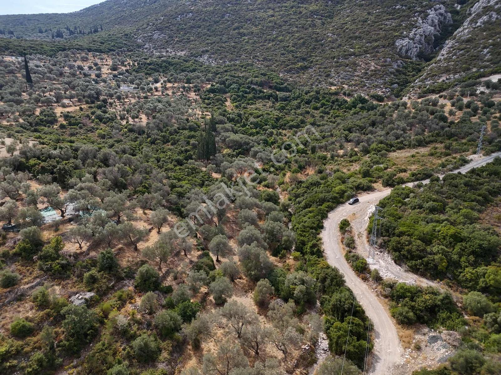 Atlas Gayrimenkulden Kösedere Köyüne Yakın Zeytin Ağaçlı Tarla — fotoğraf 3