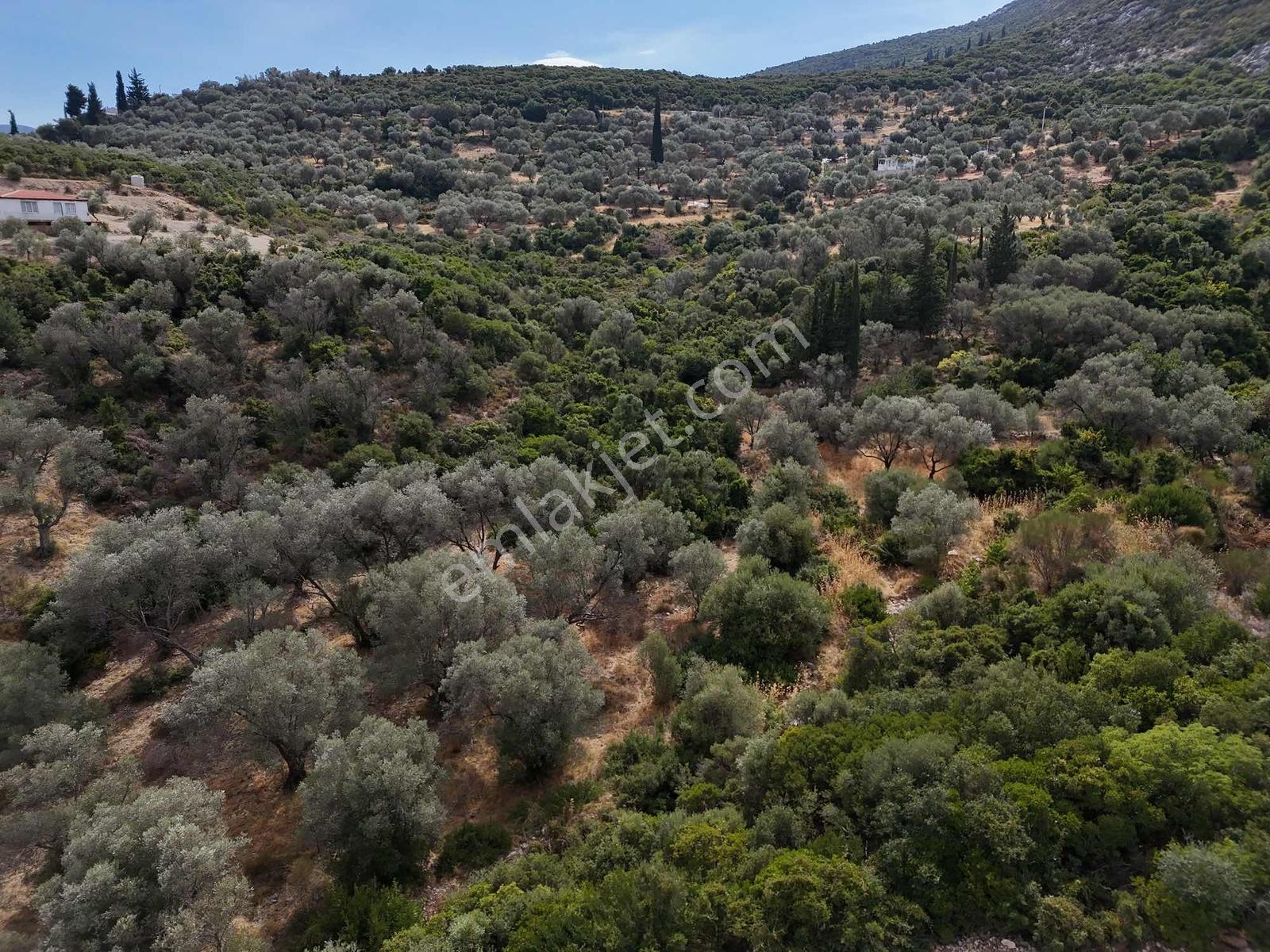 Atlas Gayrimenkulden Kösedere Köyüne Yakın Zeytin Ağaçlı Tarla — fotoğraf 4