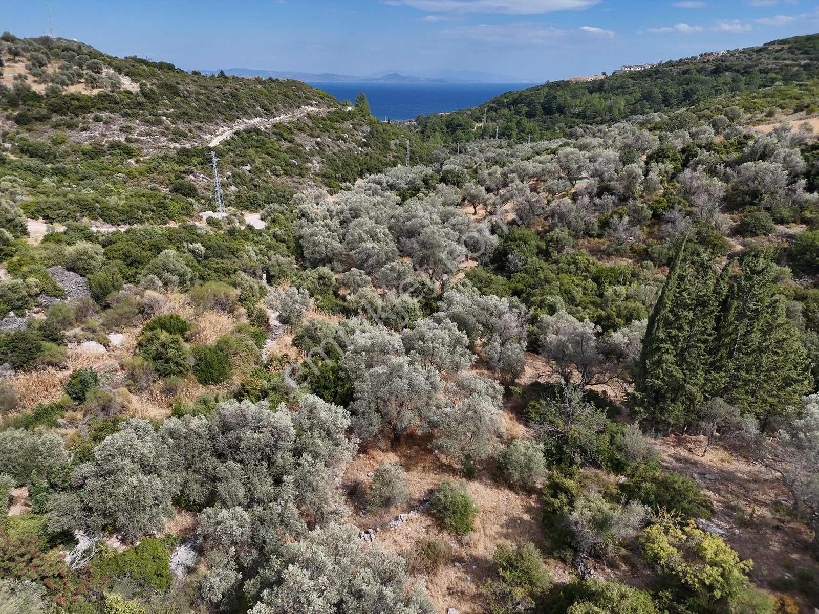 Atlas Gayrimenkulden Kösedere Köyüne Yakın Zeytin Ağaçlı Tarla — fotoğraf 5