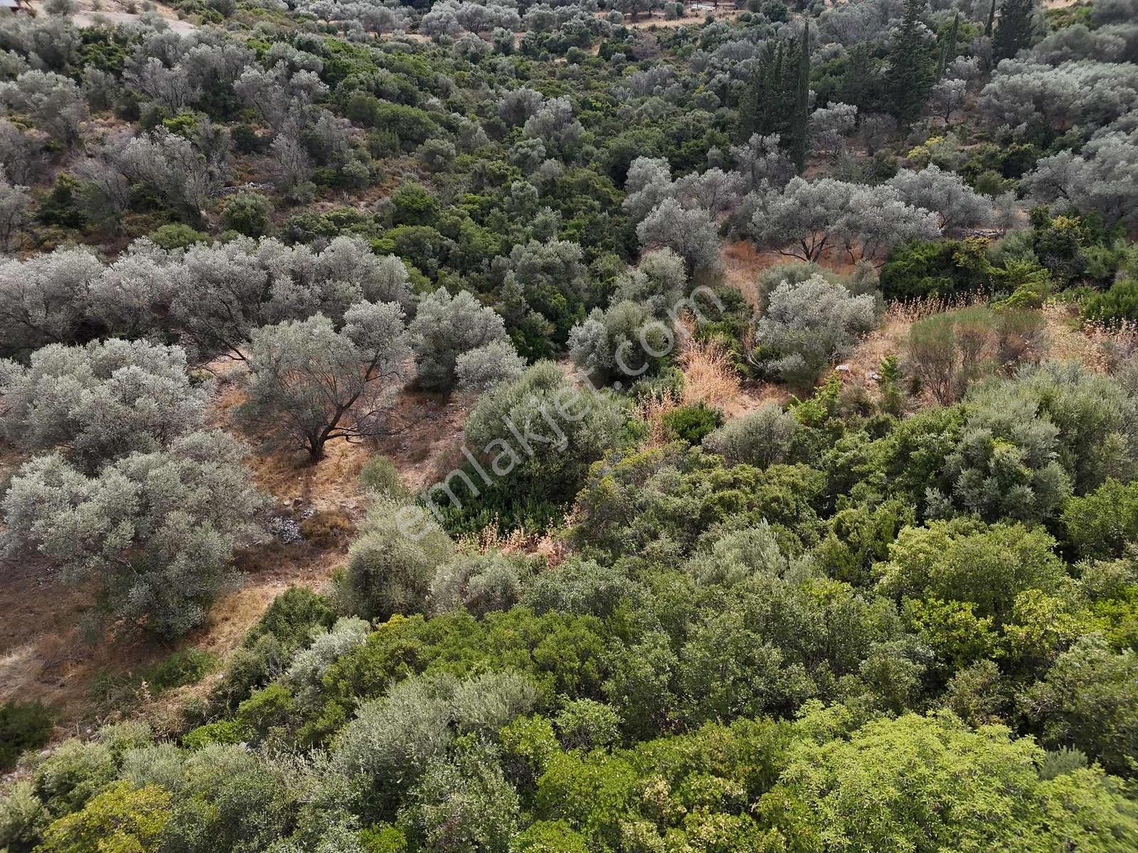 Atlas Gayrimenkulden Kösedere Köyüne Yakın Zeytin Ağaçlı Tarla — fotoğraf 9
