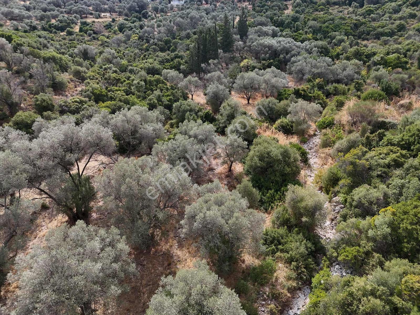Atlas Gayrimenkulden Kösedere Köyüne Yakın Zeytin Ağaçlı Tarla — fotoğraf 10