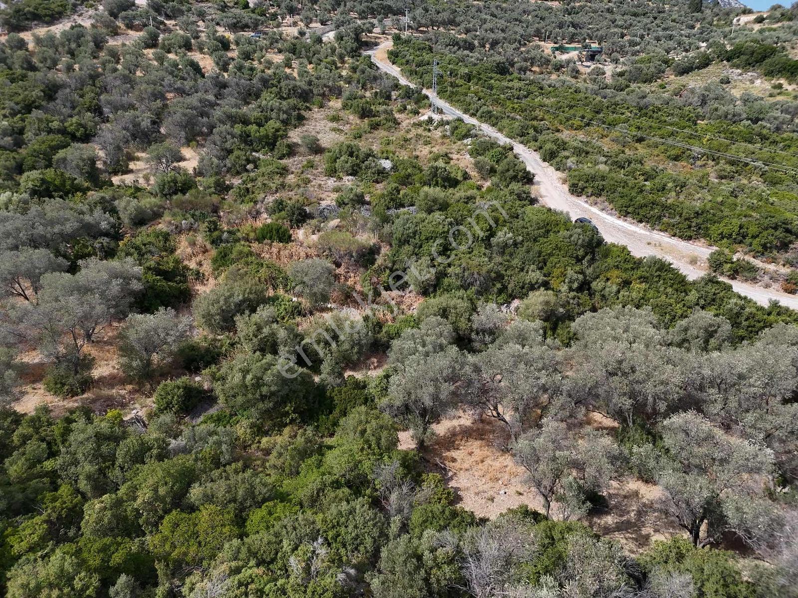 Atlas Gayrimenkulden Kösedere Köyüne Yakın Zeytin Ağaçlı Tarla — fotoğraf 11