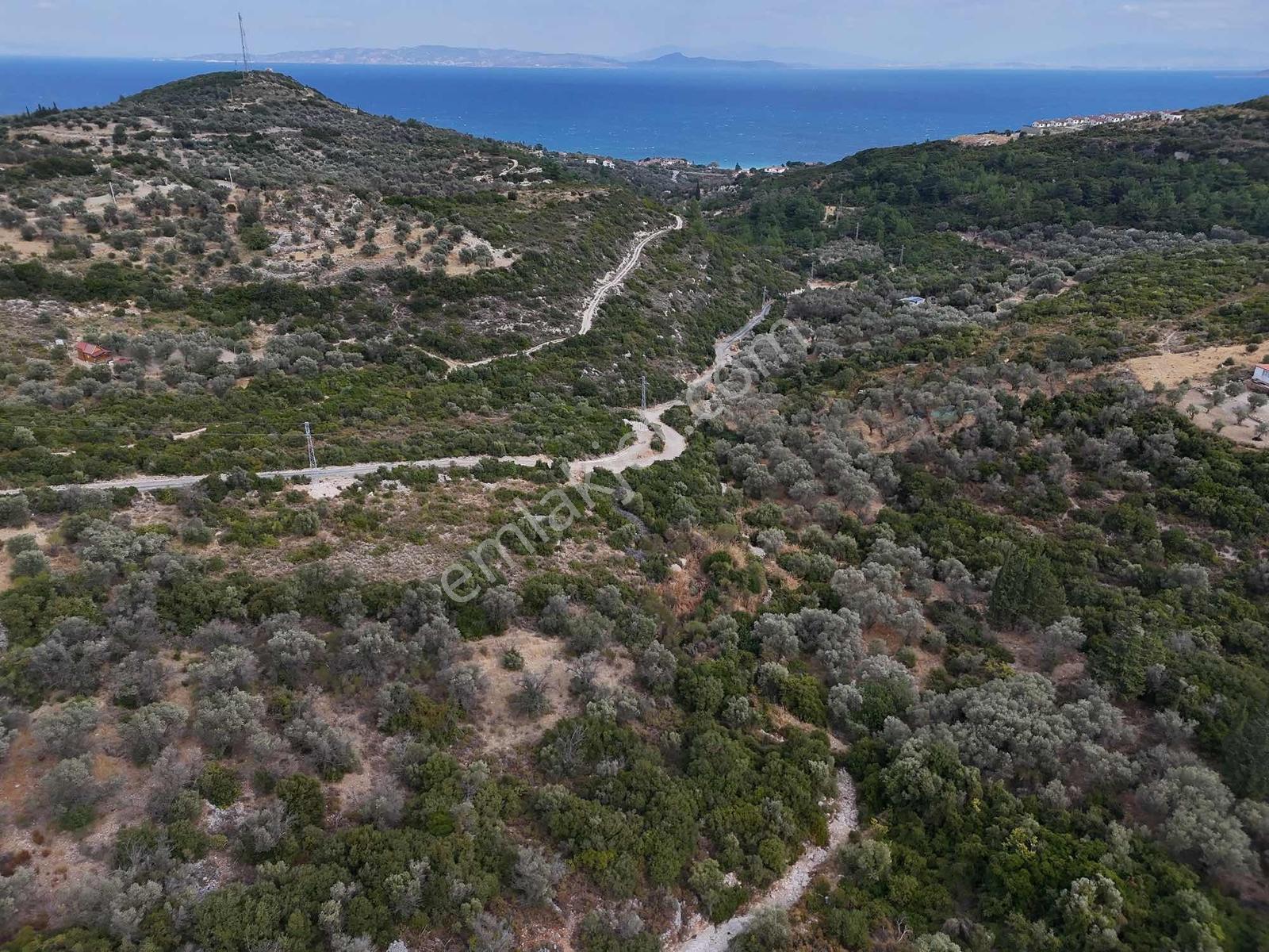 Atlas Gayrimenkulden Kösedere Köyüne Yakın Zeytin Ağaçlı Tarla — fotoğraf 12