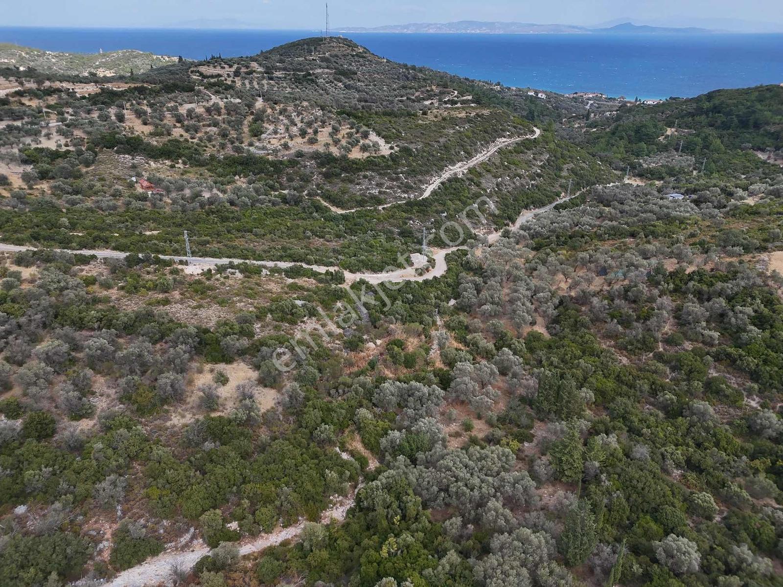 Atlas Gayrimenkulden Kösedere Köyüne Yakın Zeytin Ağaçlı Tarla — fotoğraf 14