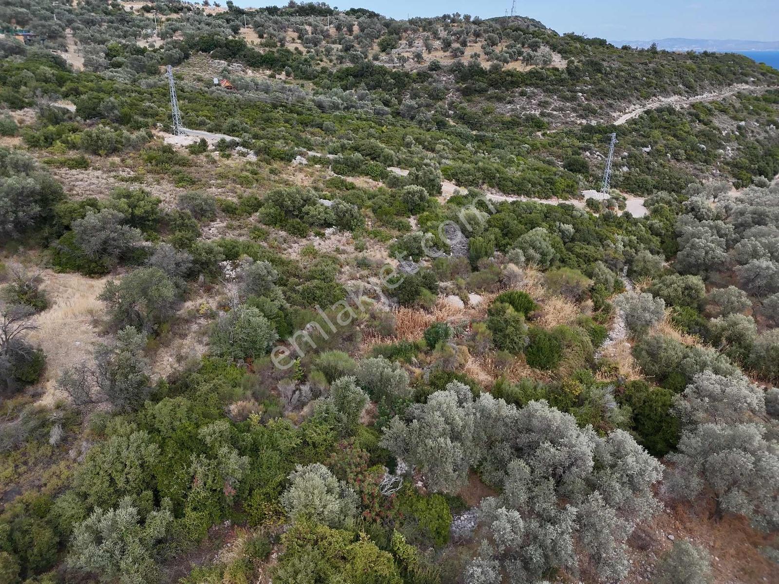 Atlas Gayrimenkulden Kösedere Köyüne Yakın Zeytin Ağaçlı Tarla — fotoğraf 15