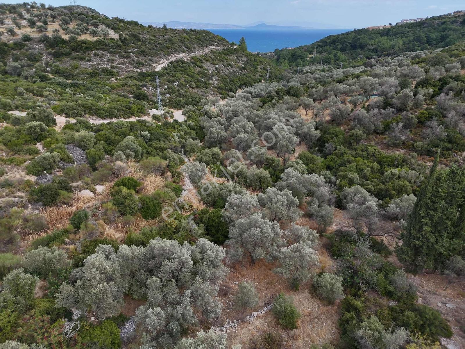 Atlas Gayrimenkulden Kösedere Köyüne Yakın Zeytin Ağaçlı Tarla — fotoğraf 16