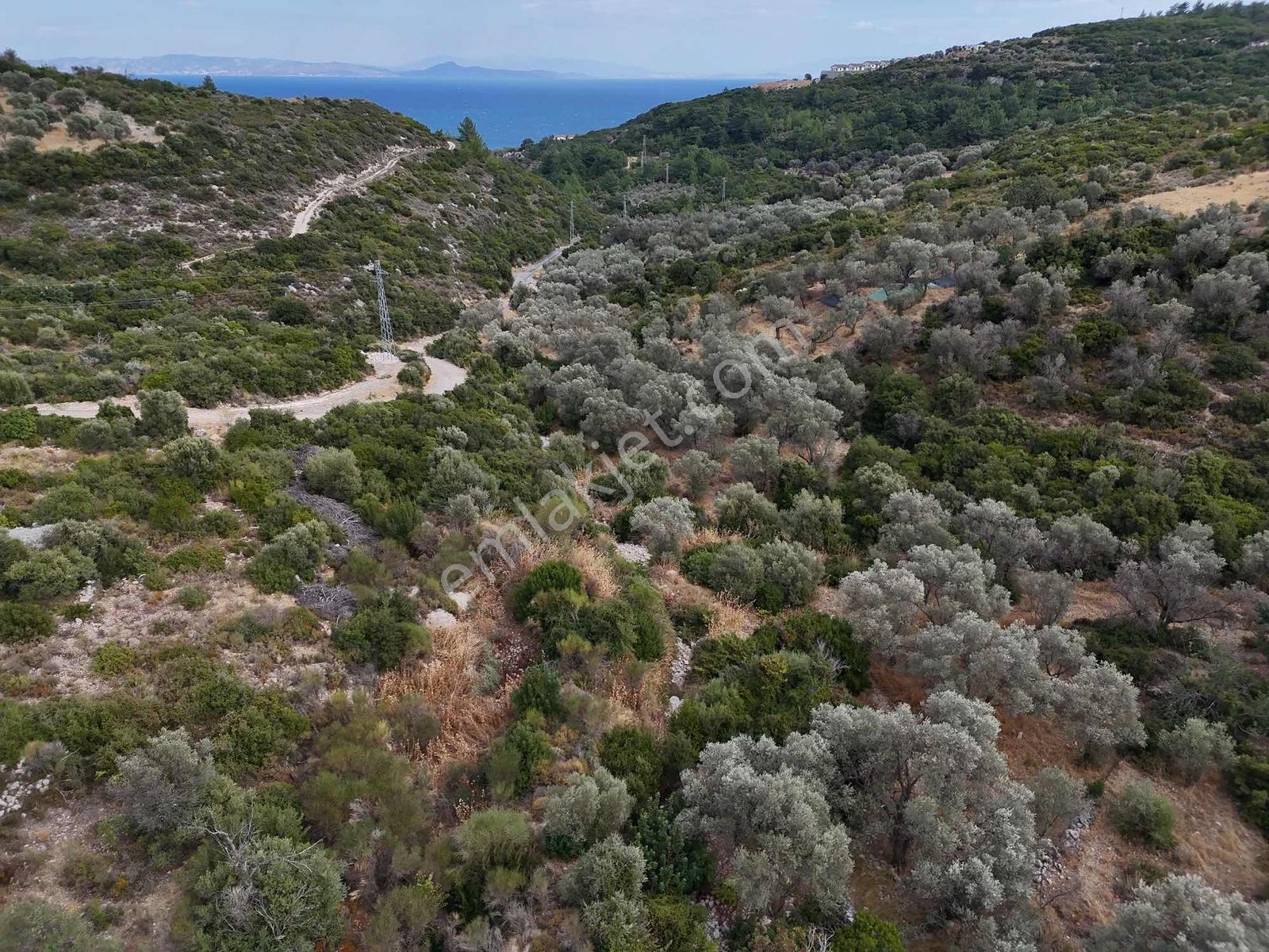 Atlas Gayrimenkulden Kösedere Köyüne Yakın Zeytin Ağaçlı Tarla — fotoğraf 17