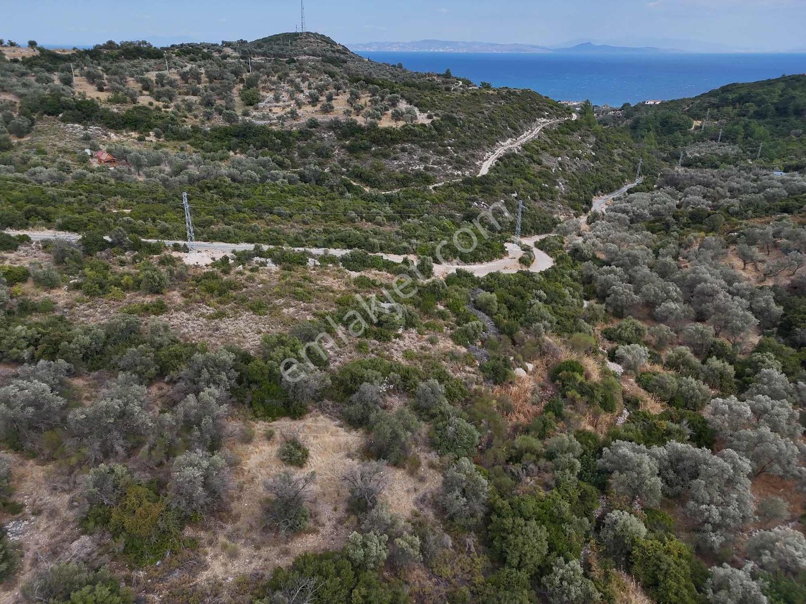 Atlas Gayrimenkulden Kösedere Köyüne Yakın Zeytin Ağaçlı Tarla — fotoğraf 18