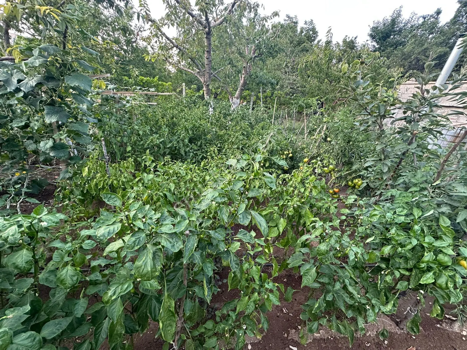 Niğde Ulukışla Darboğaz'da 1031 M² Bahçeli Müstakil Ev — fotoğraf 7