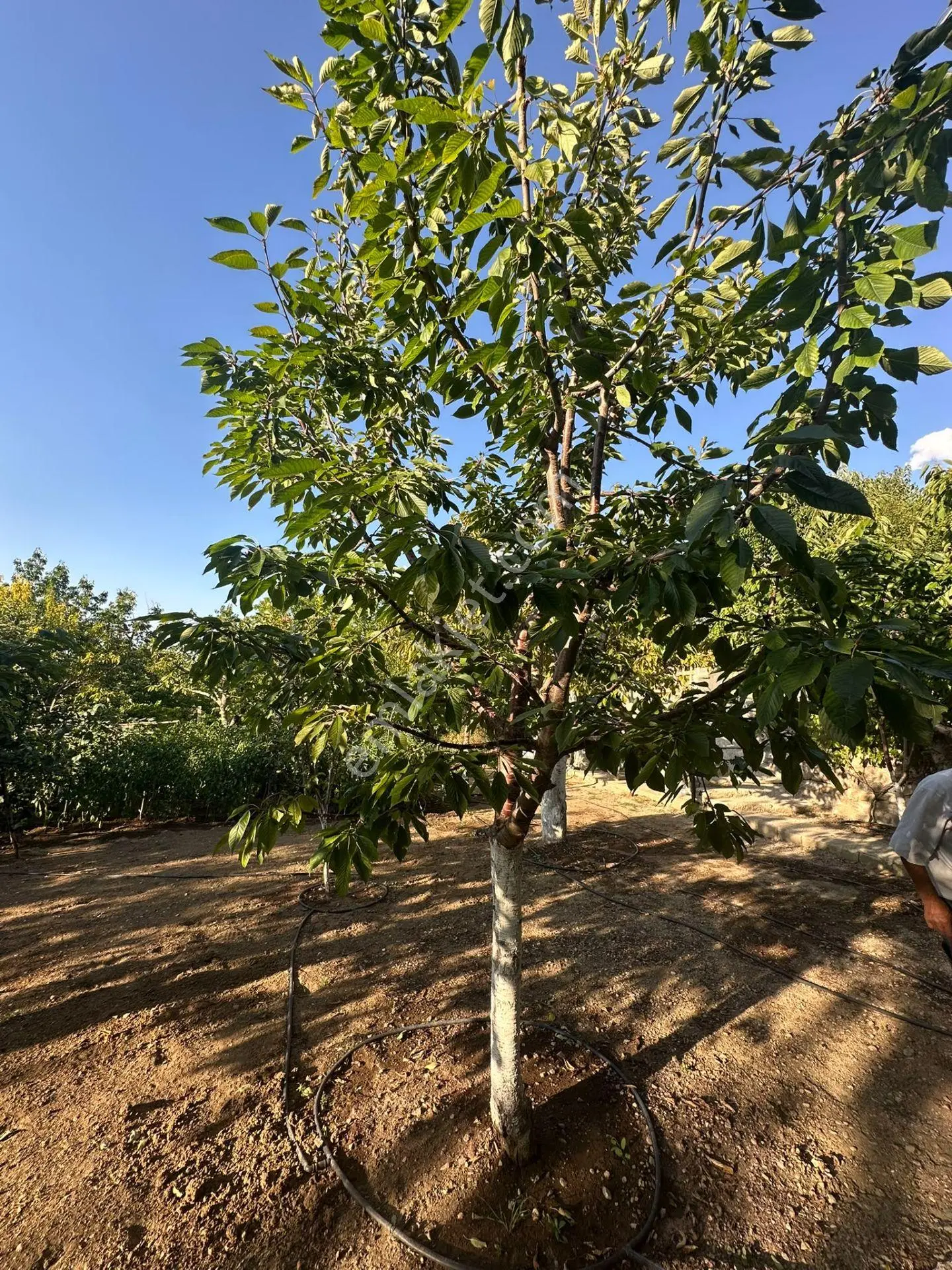Niğde Ulukışla Darboğaz'da 1031 M² Bahçeli Müstakil Ev — fotoğraf 23