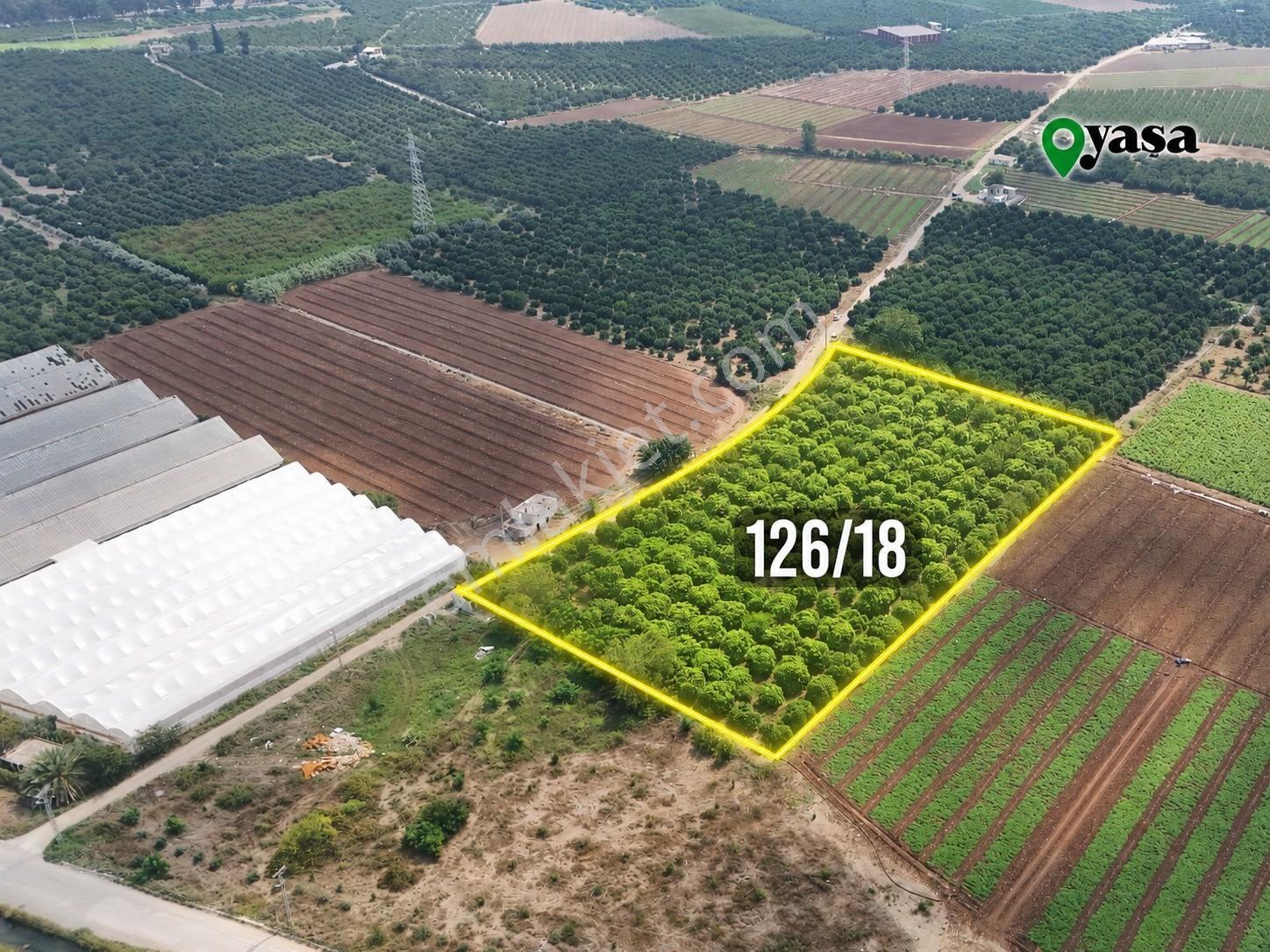 Yaşa Gyd - Bekirdede 10.763 M² Narenciye Bahçesi Lojistik Bölge — fotoğraf 5