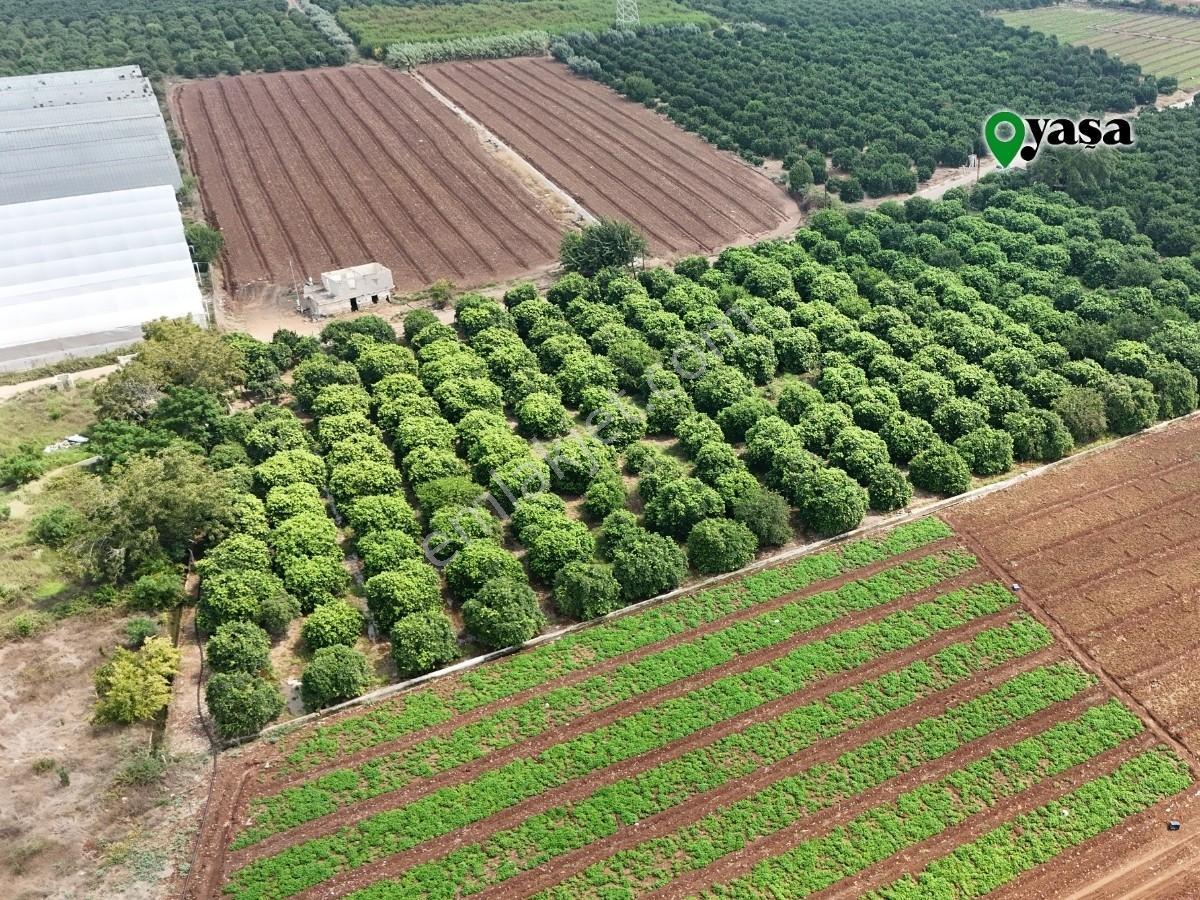 Yaşa Gyd - Bekirdede 10.763 M² Narenciye Bahçesi Lojistik Bölge — fotoğraf 6
