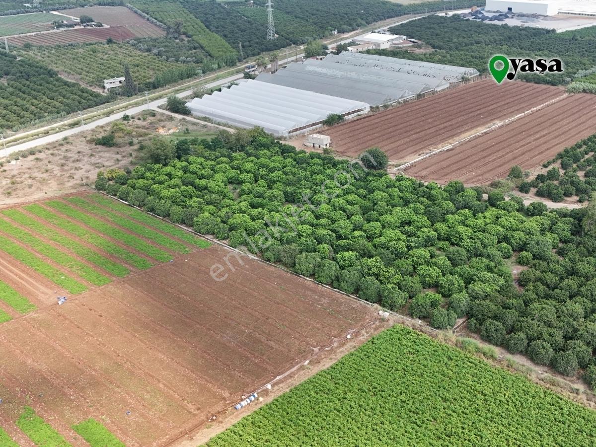Yaşa Gyd - Bekirdede 10.763 M² Narenciye Bahçesi Lojistik Bölge — fotoğraf 7