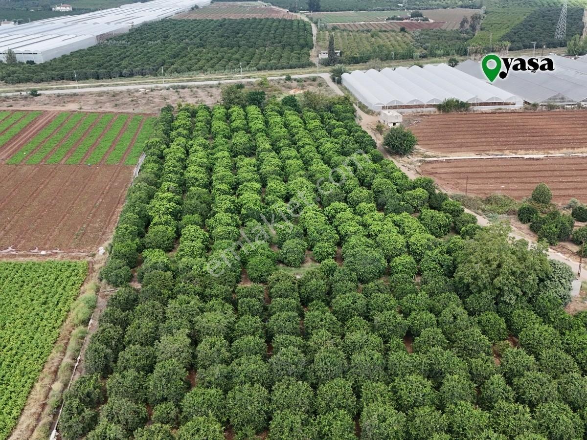 Yaşa Gyd - Bekirdede 10.763 M² Narenciye Bahçesi Lojistik Bölge — fotoğraf 8