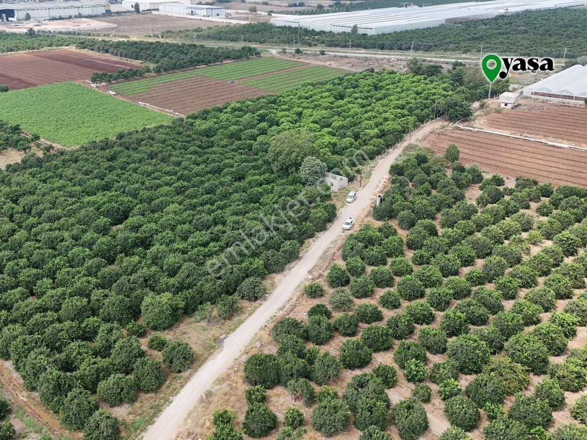 Yaşa Gyd - Bekirdede 10.763 M² Narenciye Bahçesi Lojistik Bölge — fotoğraf 9