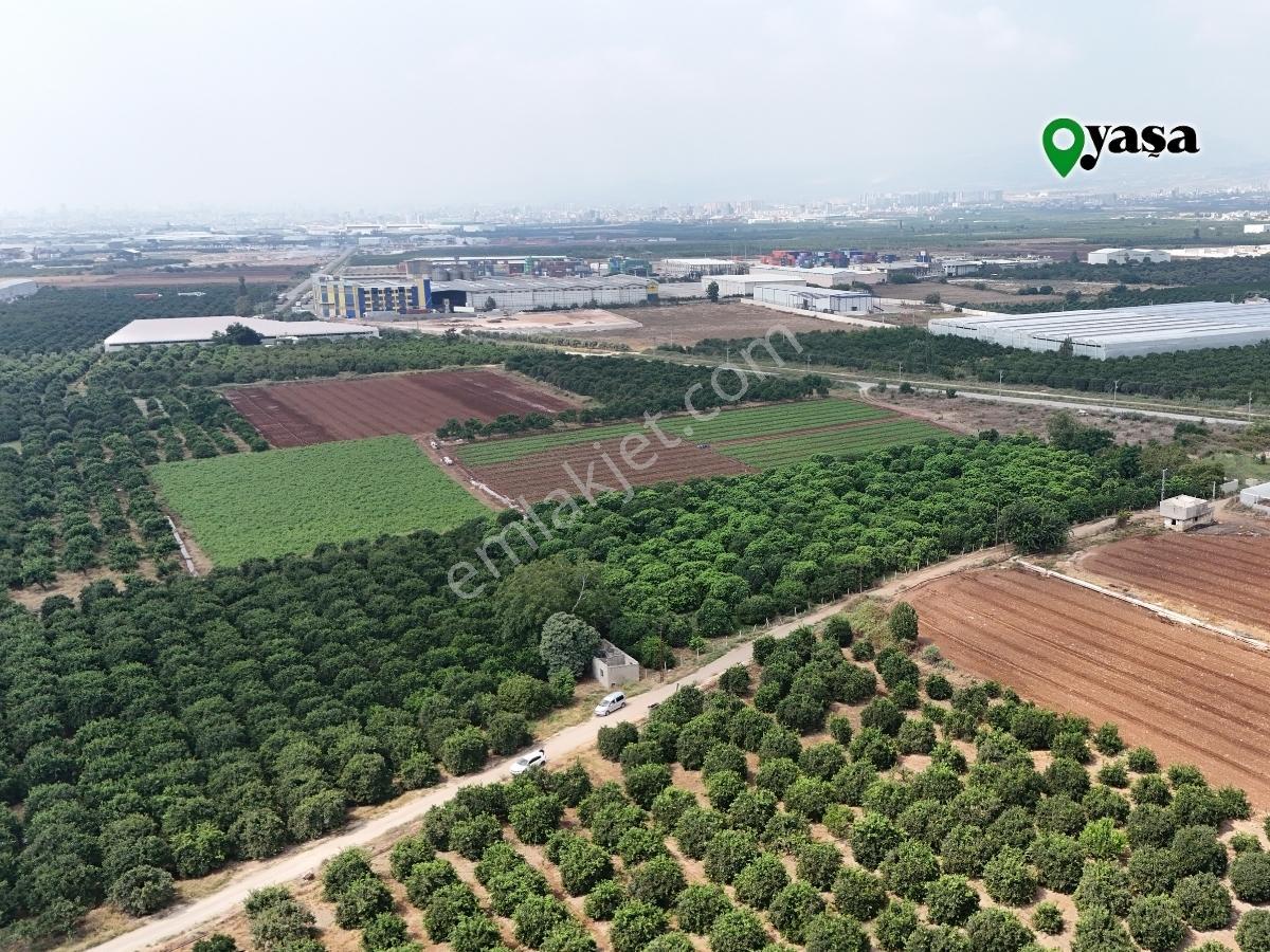 Yaşa Gyd - Bekirdede 10.763 M² Narenciye Bahçesi Lojistik Bölge — fotoğraf 10