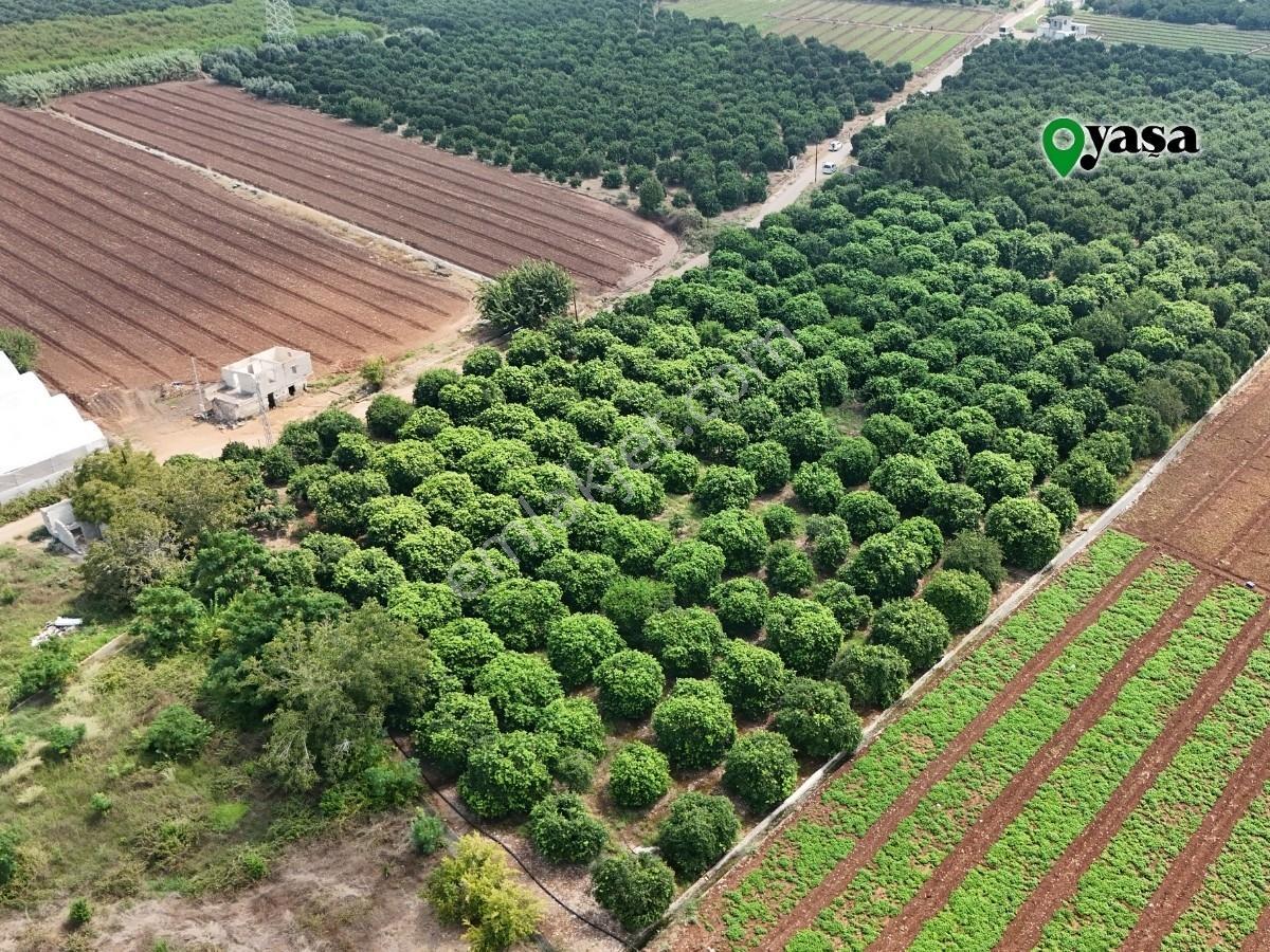 Yaşa Gyd - Bekirdede 10.763 M² Narenciye Bahçesi Lojistik Bölge — fotoğraf 11