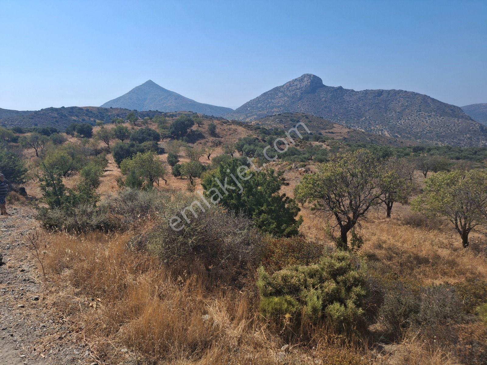 Datça Yazı Mahallesi Satılık Tarla — fotoğraf 6