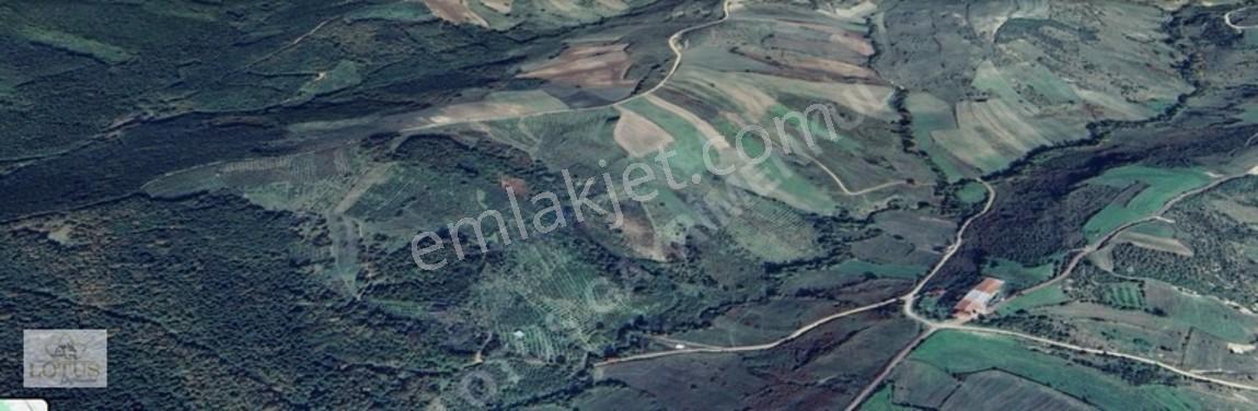 Kandıra Akçaova'da Mükemmel Konumda 17.690m² Tarla — fotoğraf 5