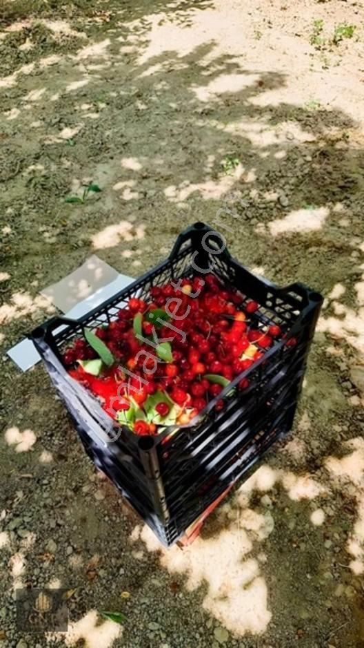 Kapaklıda Bahçeli Çevrili Tarla — fotoğraf 2