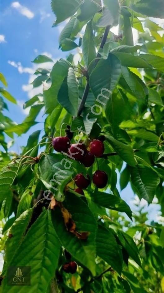 Kapaklıda Bahçeli Çevrili Tarla — fotoğraf 3
