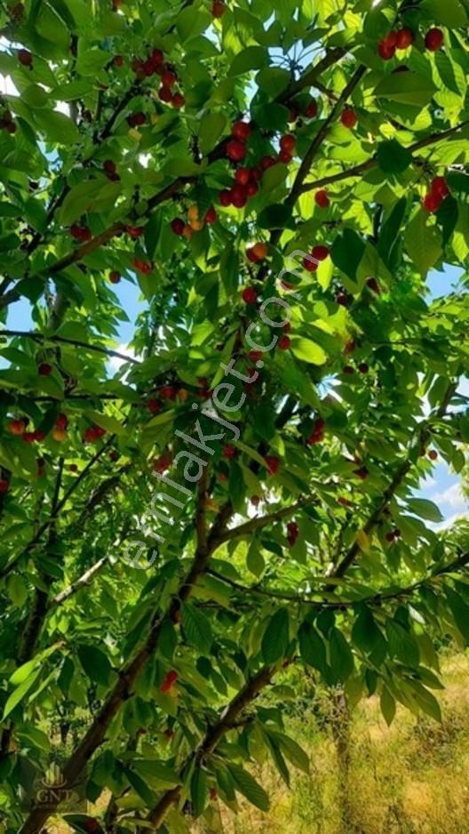 Kapaklıda Bahçeli Çevrili Tarla — fotoğraf 6