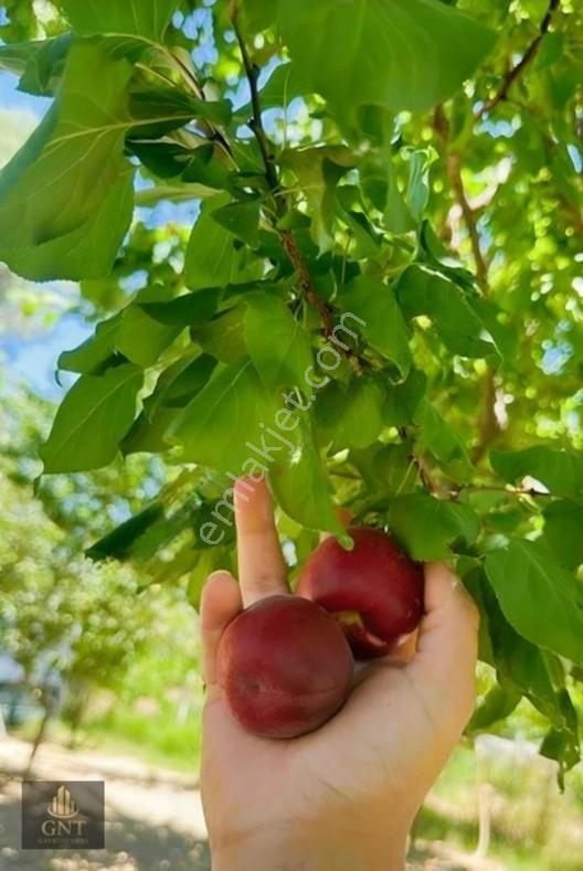 Kapaklıda Bahçeli Çevrili Tarla — fotoğraf 7