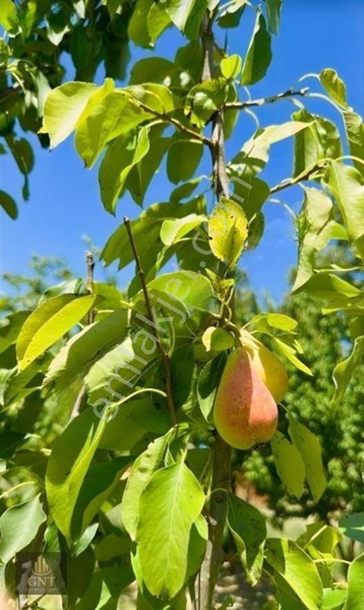 Kapaklıda Bahçeli Çevrili Tarla — fotoğraf 8