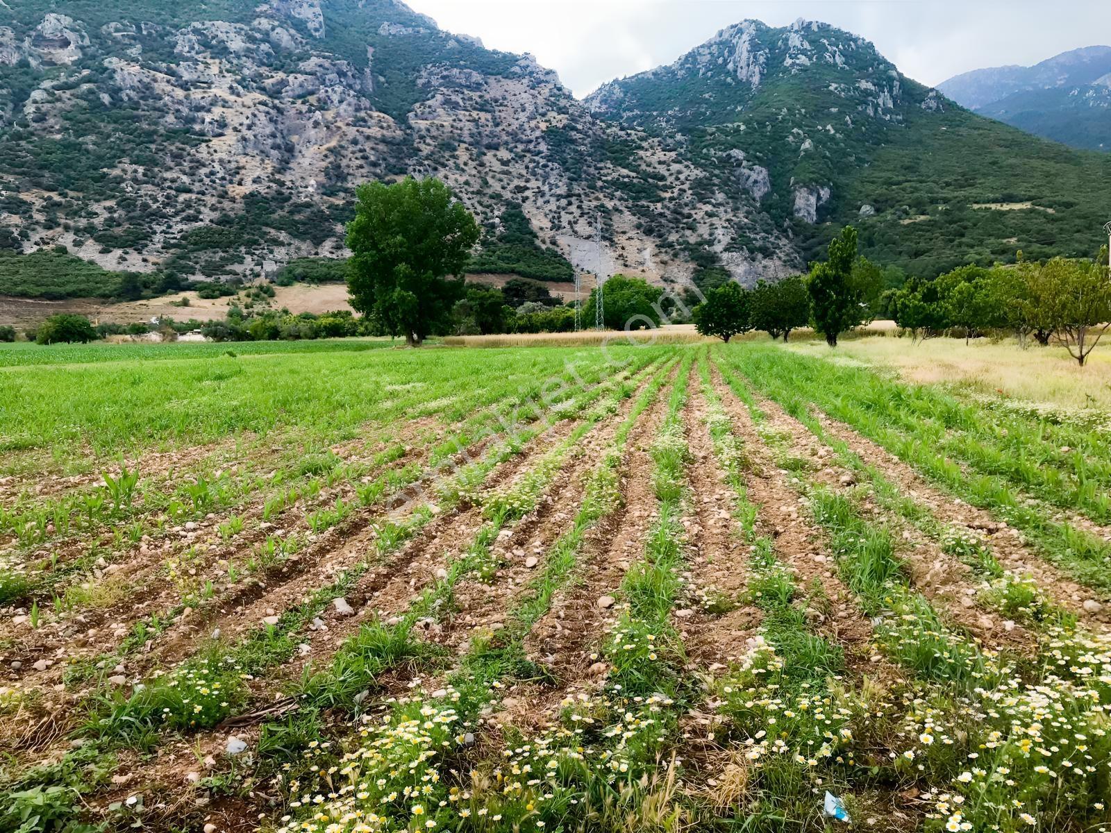 Yukarı Çobanisa Tigem Arkası 64 Dönüm Çiftlik İçin Uygun Tarla