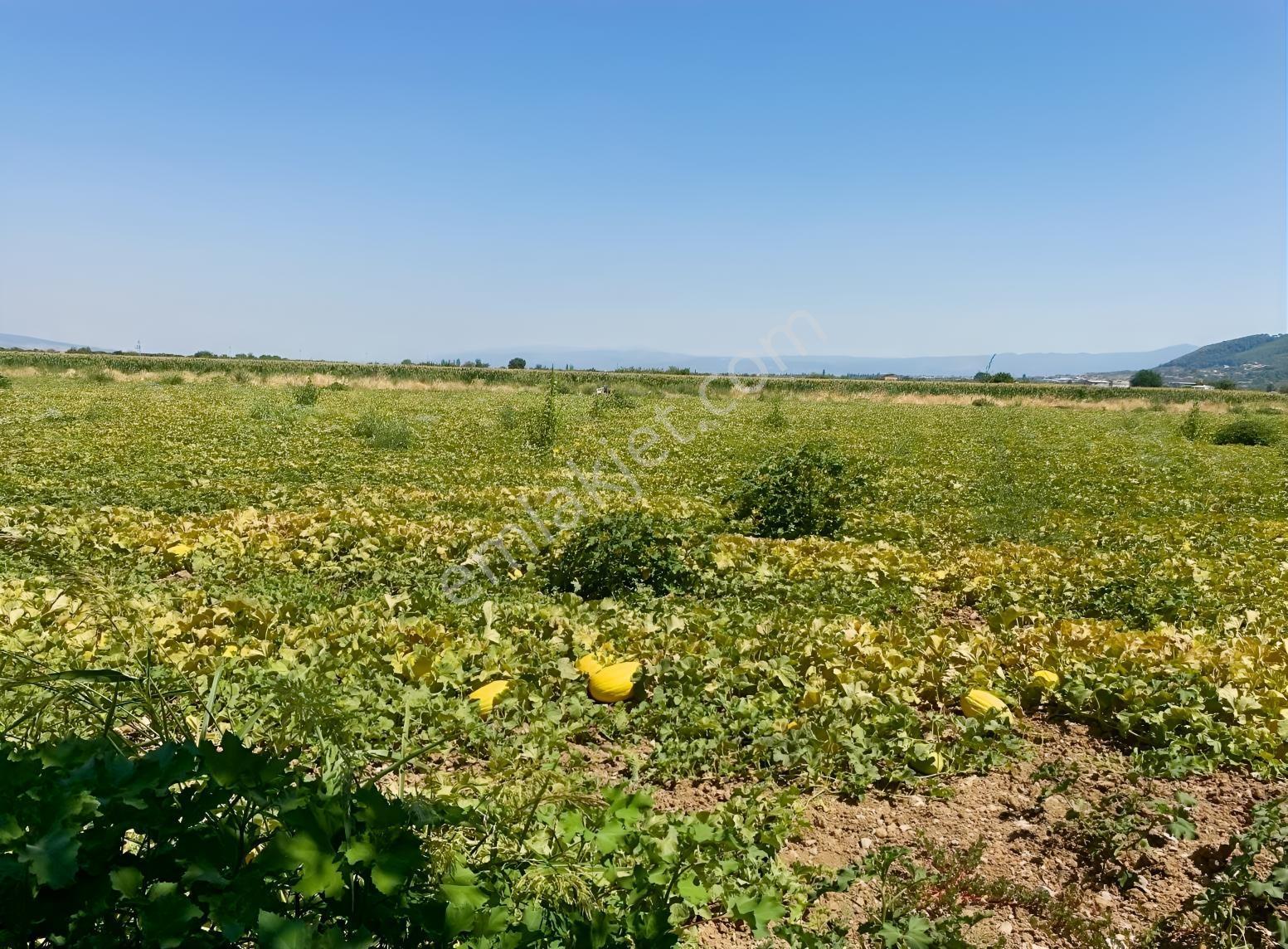 Yukarı Çobanisa Tigem Arkası 64 Dönüm Çiftlik İçin Uygun Tarla — fotoğraf 3