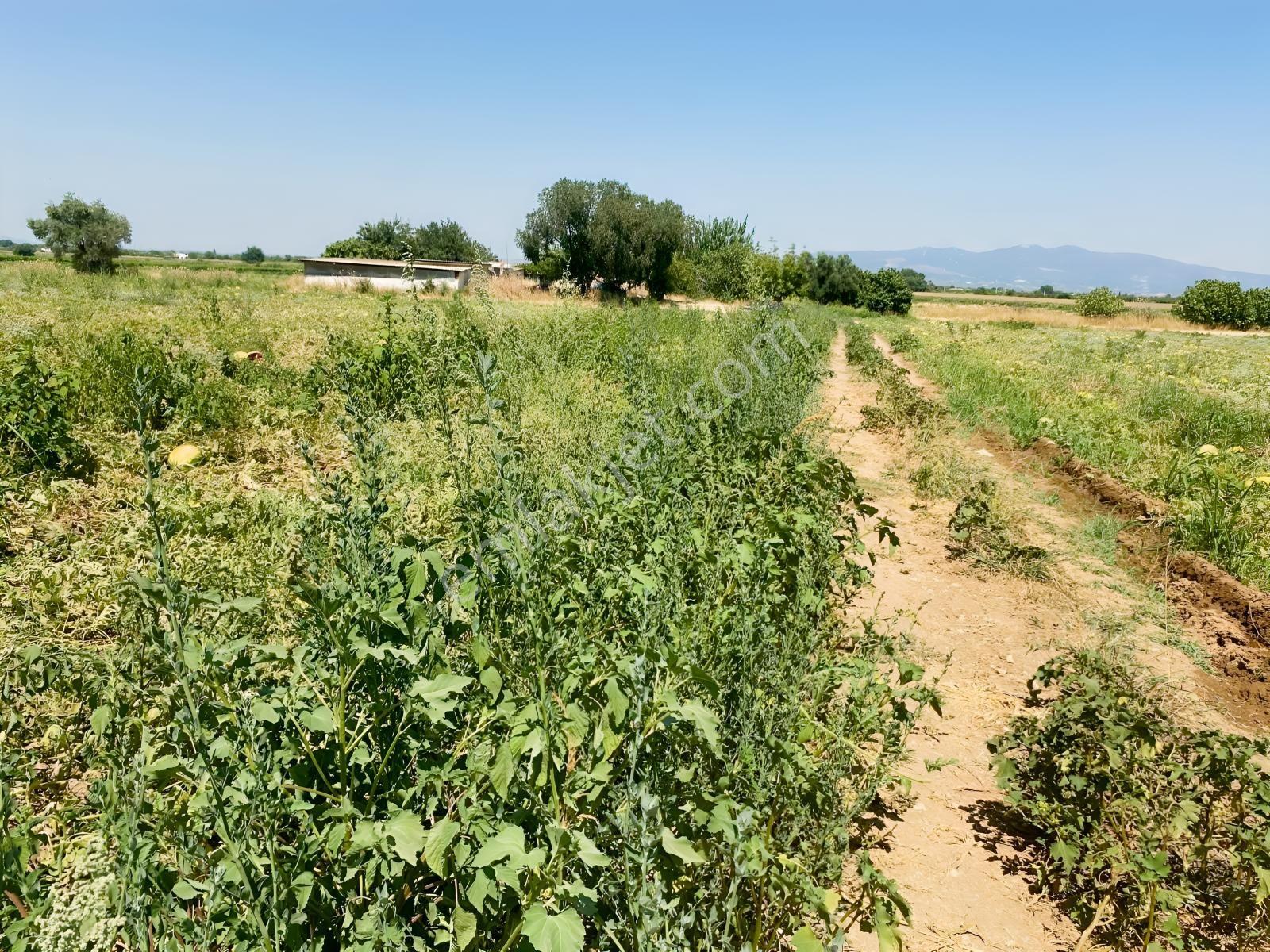 Yukarı Çobanisa Tigem Arkası 64 Dönüm Çiftlik İçin Uygun Tarla — fotoğraf 7