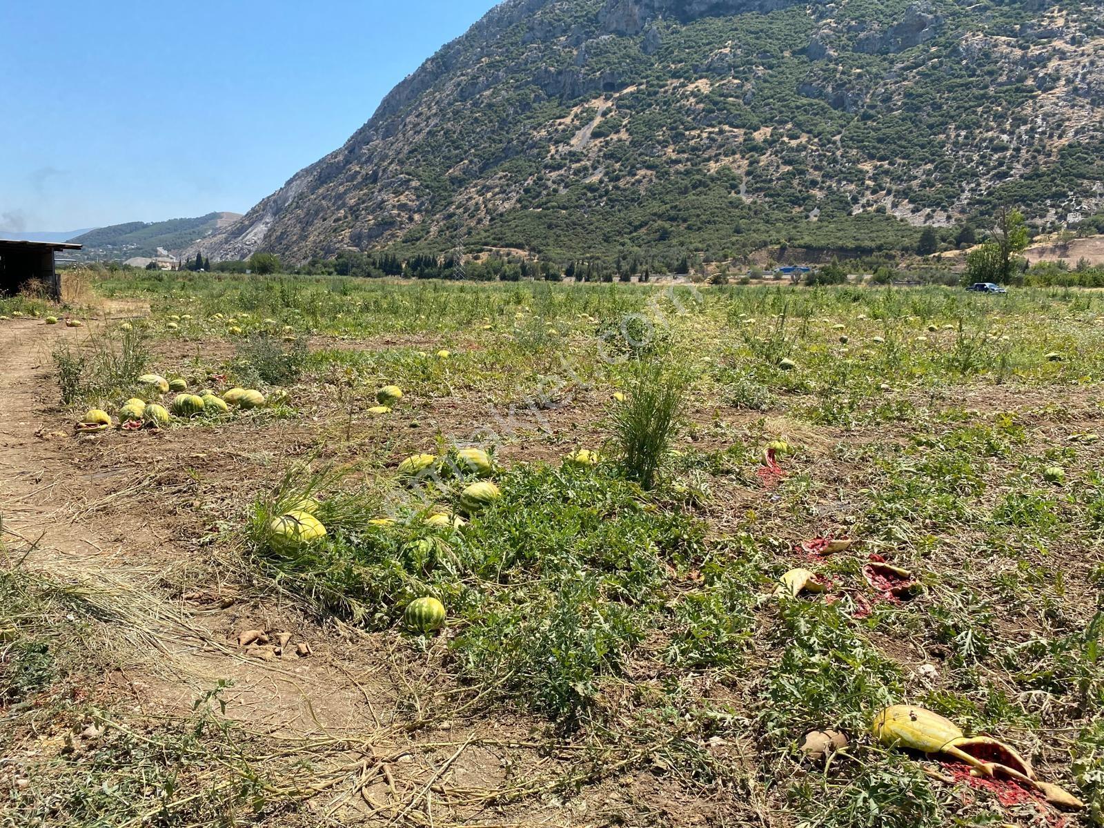 Yukarı Çobanisa Tigem Arkası 64 Dönüm Çiftlik İçin Uygun Tarla — fotoğraf 11