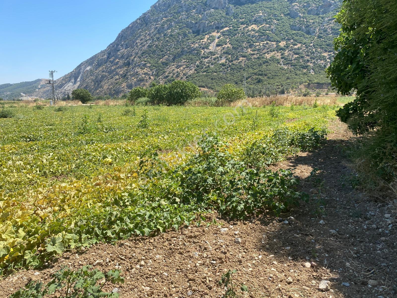 Yukarı Çobanisa Tigem Arkası 64 Dönüm Çiftlik İçin Uygun Tarla — fotoğraf 26