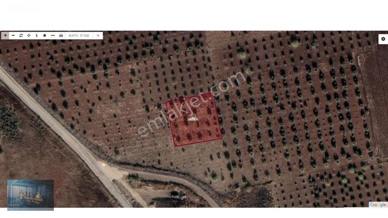 Kilis Liva Gayrimenkul'Den Yatırımlık Satılık Tonluk Zeytin