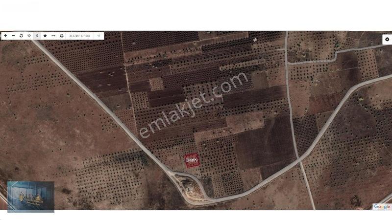 Kilis Liva Gayrimenkul'den Yatırımlık Satılık Tonluk Zeytin — fotoğraf 3