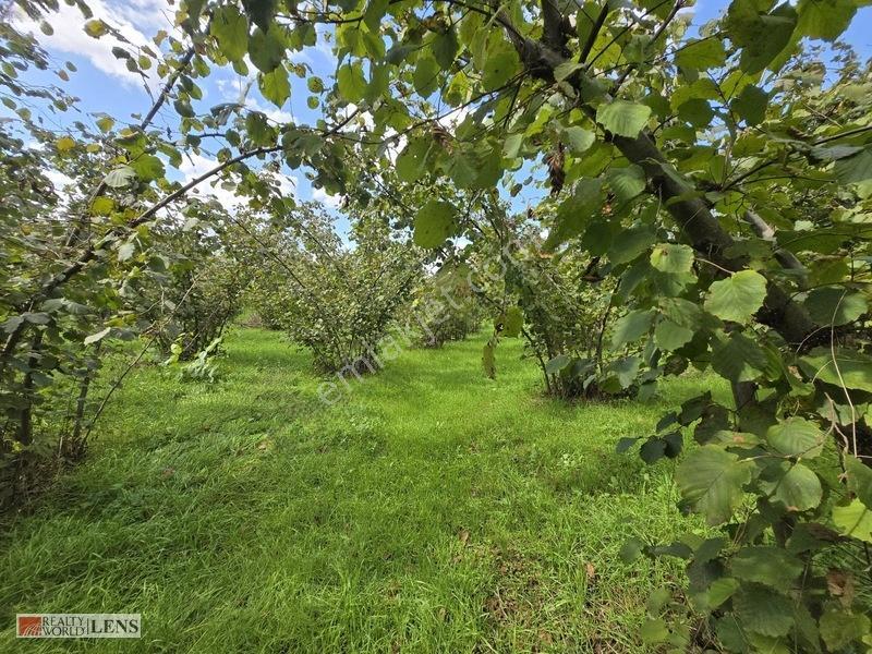 Arifiye Kemaliyede %40 İmarlı, Asfalt Yola Cepheli 880 M² Fırsa — fotoğraf 3