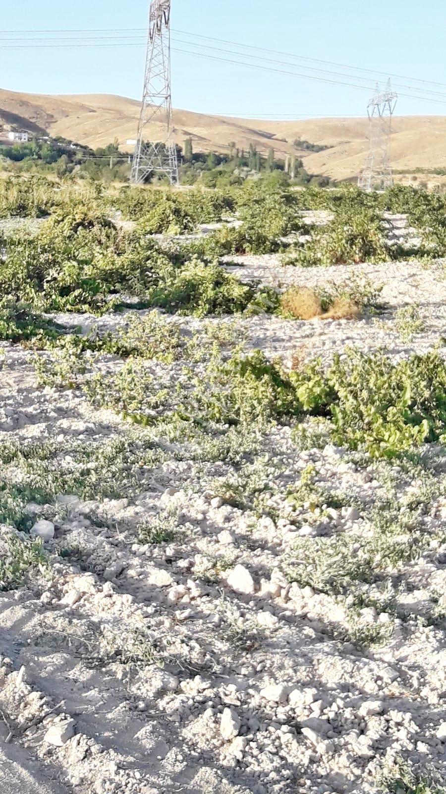 Nevşehir Gülşehirde Verimli 17 Dönüm Üzüm Bağı Satılık Tarla
