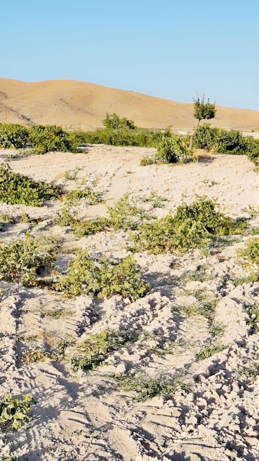 Nevşehir Gülşehirde Verimli 17 Dönüm Üzüm Bağı Satılık Tarla — fotoğraf 3