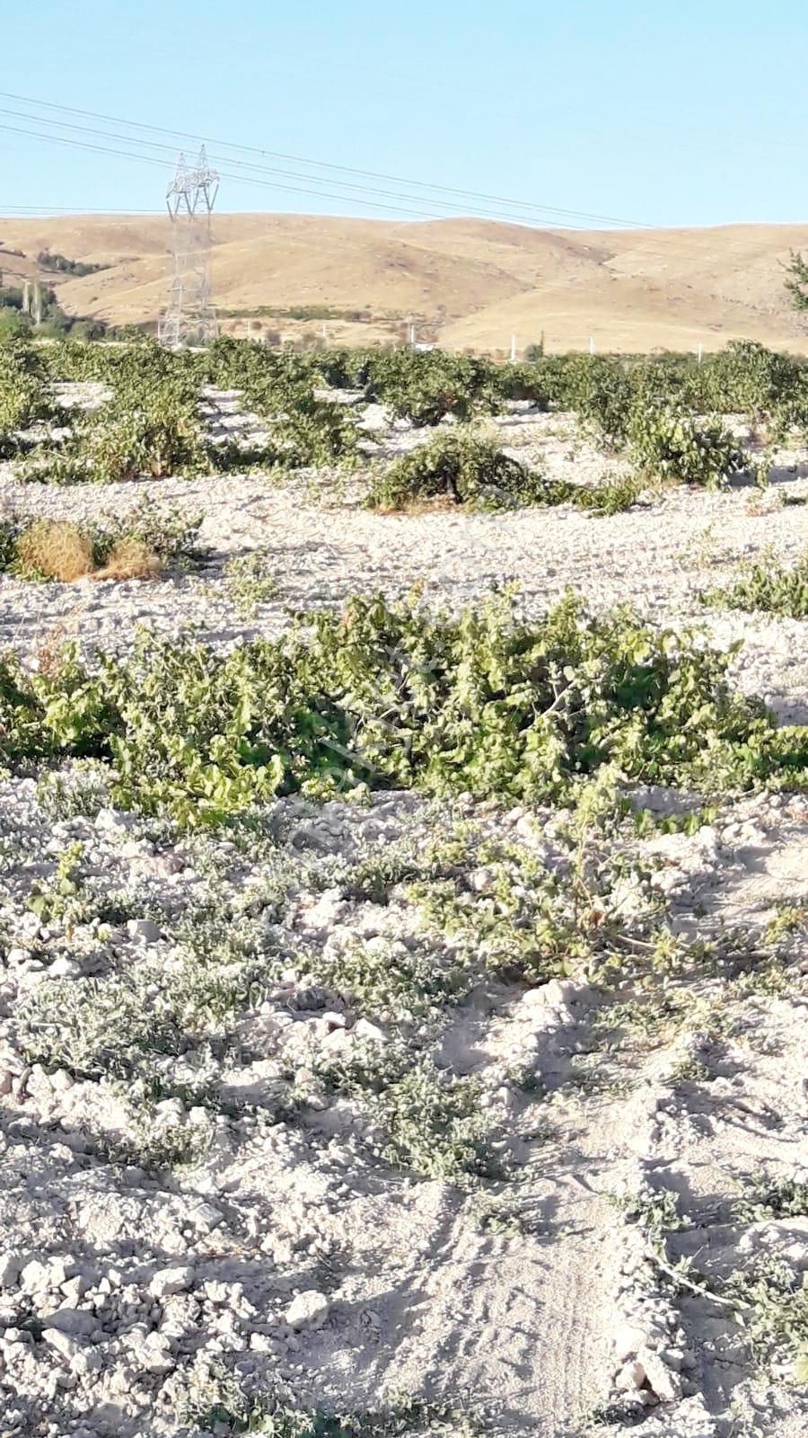 Nevşehir Gülşehirde Verimli 17 Dönüm Üzüm Bağı Satılık Tarla — fotoğraf 6