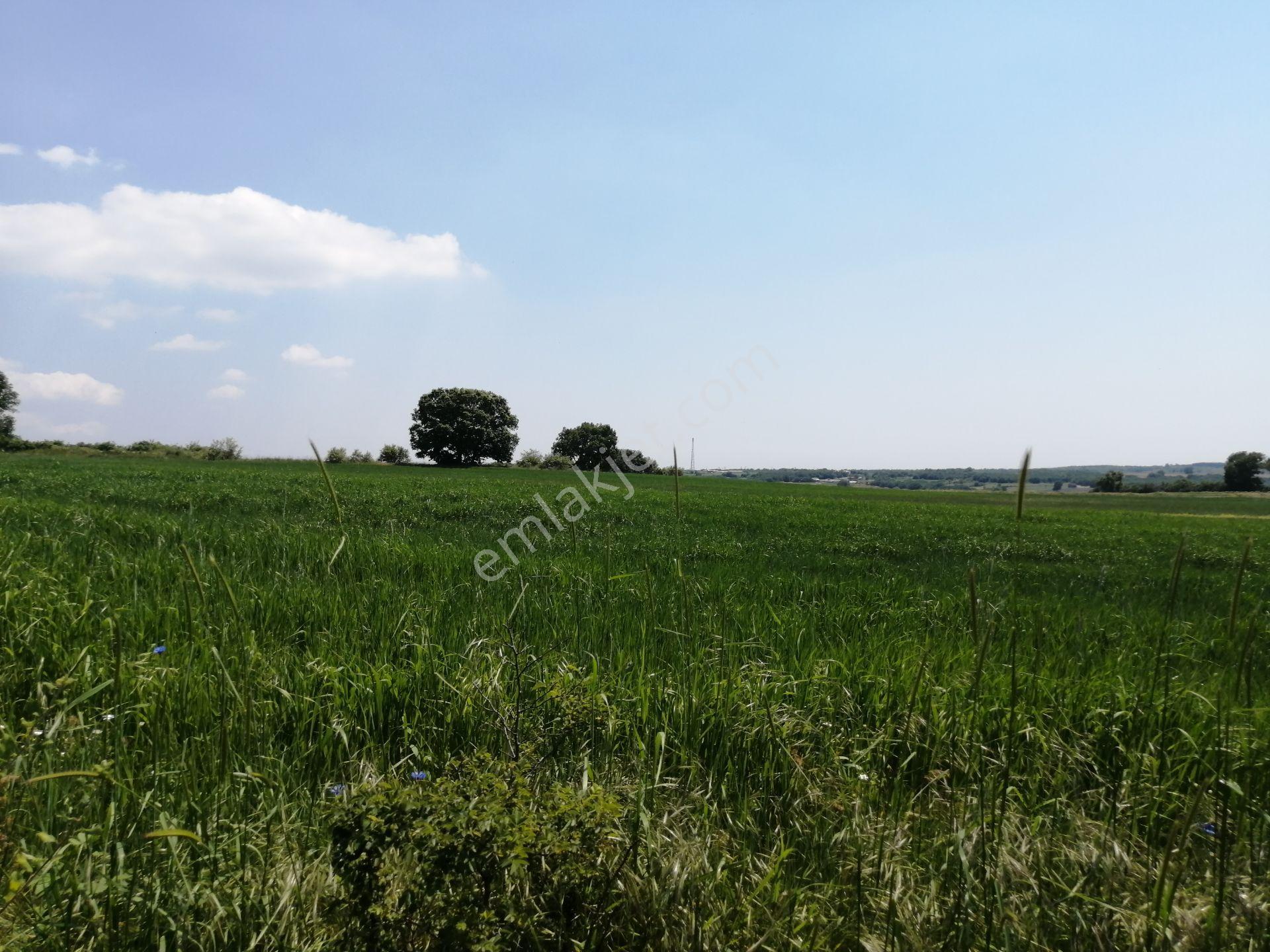 Ege Gayrimenkul Den Büyükcavusluda 9000 M2 — fotoğraf 3